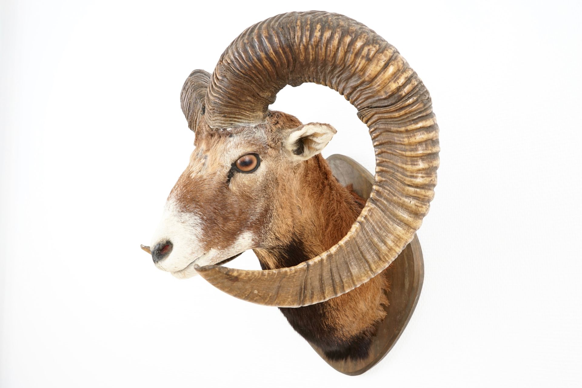 A bust of a mouflon, mounted on wood, taxidermy, late 20th C. L.: 44 cm - H.: 55 cm Condition - Image 3 of 7