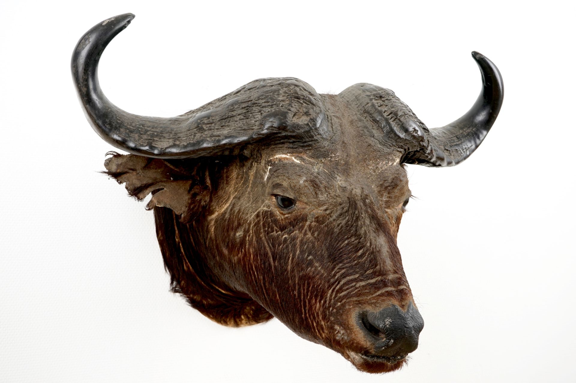 A head of a European bison, taxidermy, 2nd half 20th C. H.: 67 cm - L.: 64 cm Condition reports - Image 2 of 5