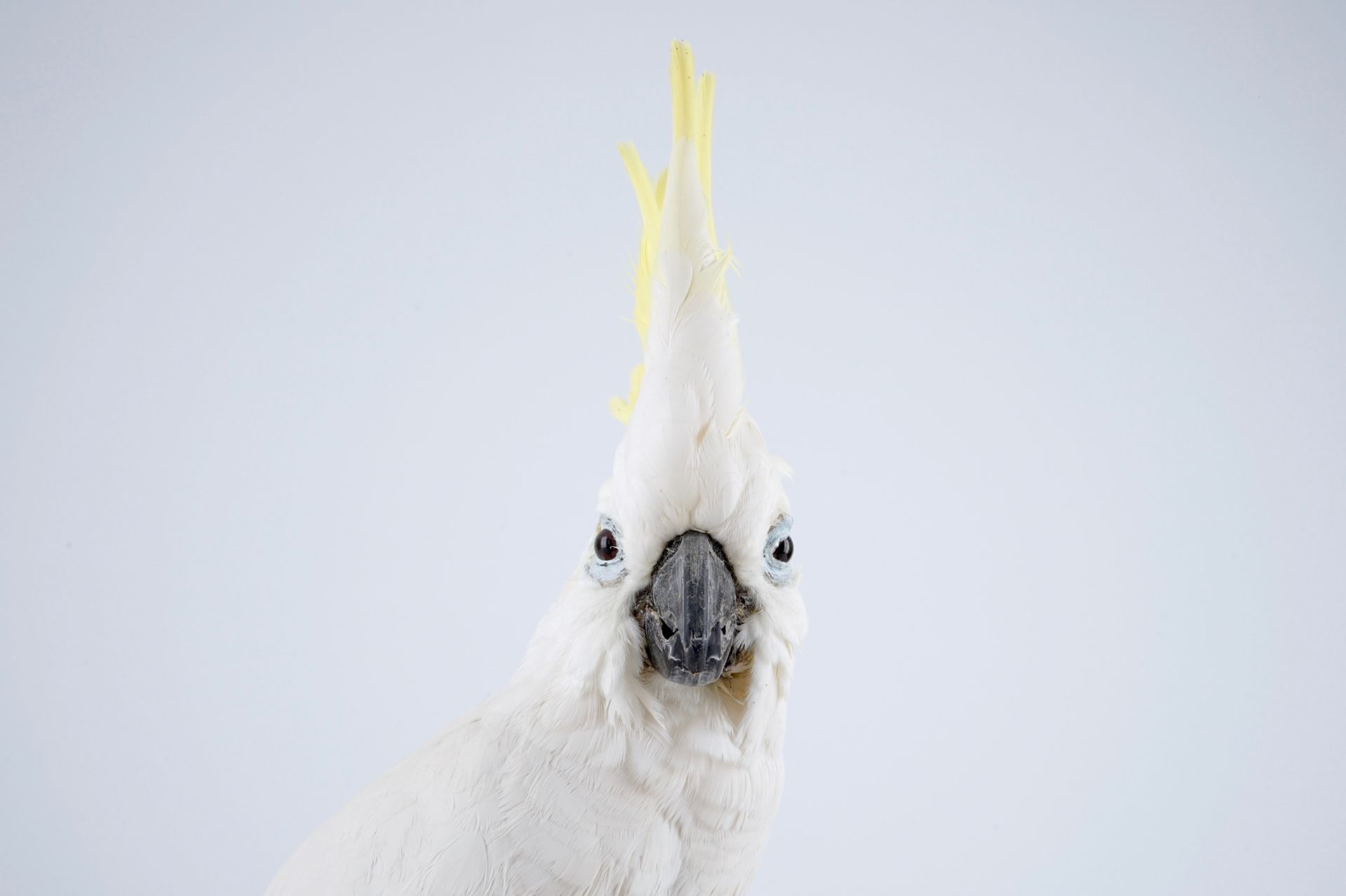 A sulphur-crested cockatoo, modern taxidermy H.: 47 cm Cacatua sulphurea, mounted on wood. With ring - Image 7 of 7