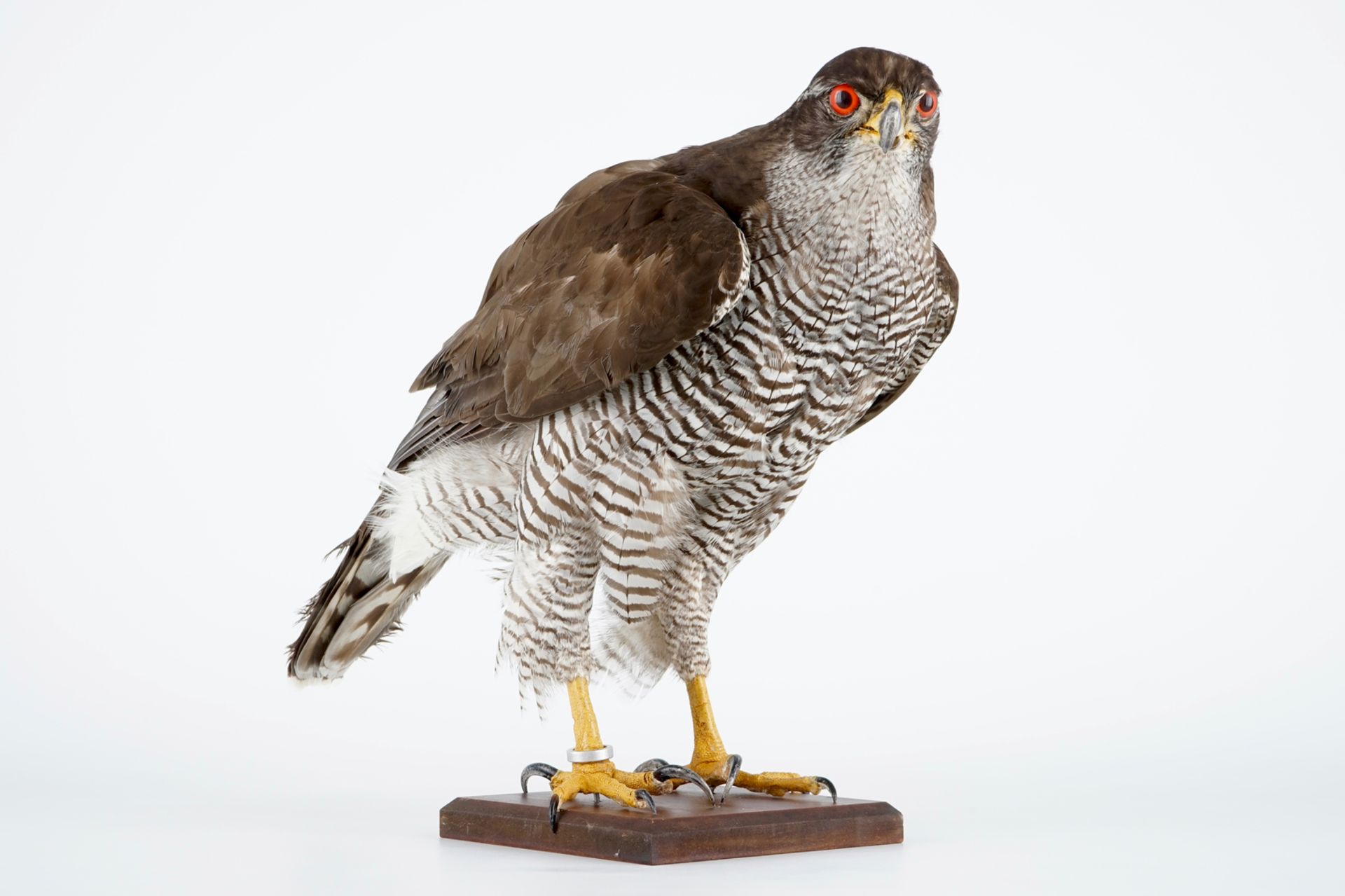 A female hawk on a wooden base, taxidermy, late 20th C. H.: 35 cm Incl. CITES certificate. Condition - Image 6 of 6