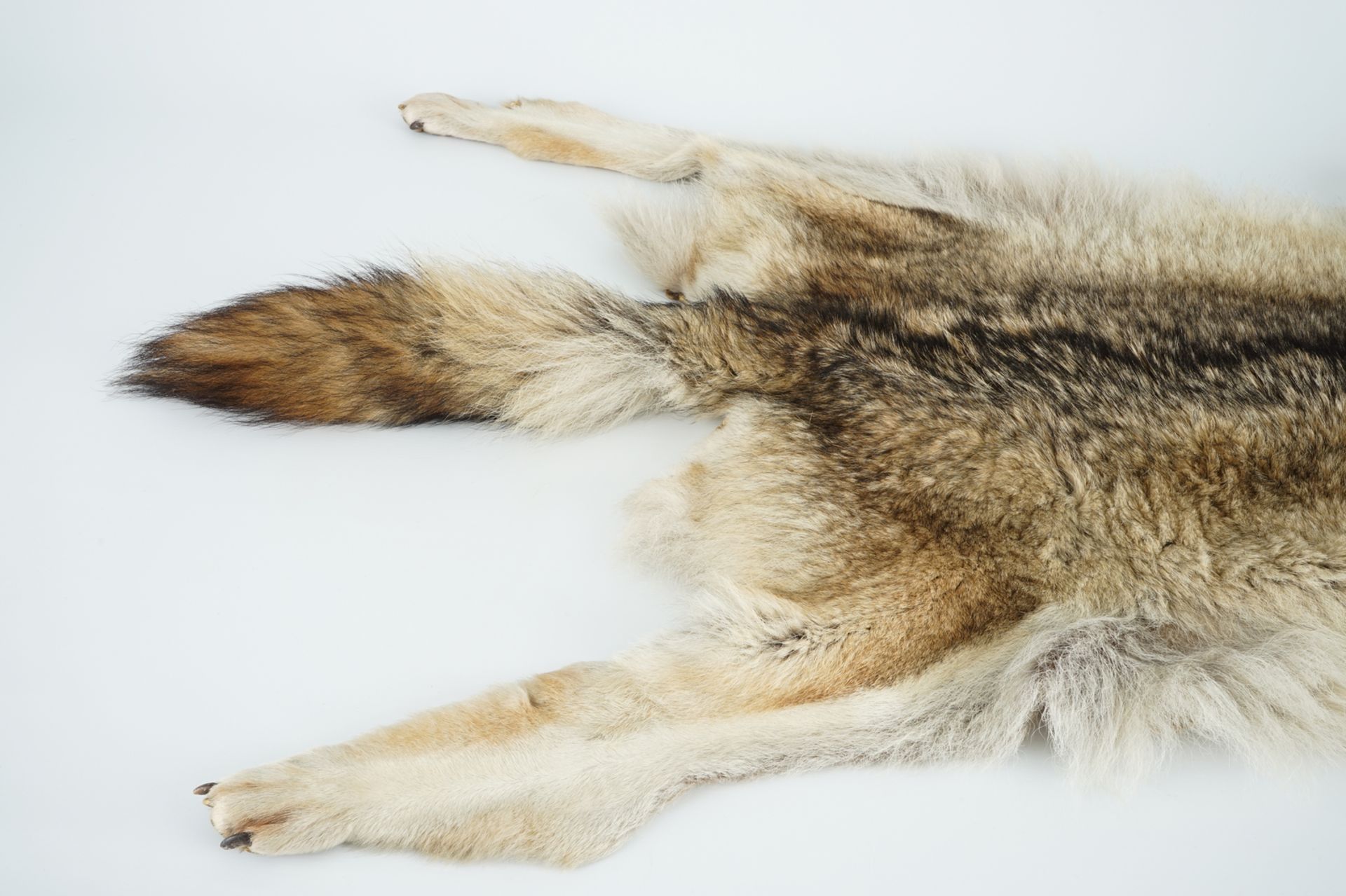 A taxidermy grey wolf skin rug, 2nd half 20th C. L.: 175 cm Condition reports and high resolution - Image 5 of 5