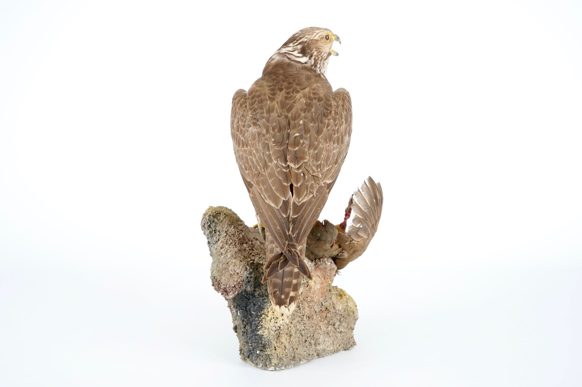 A saker falcon with a rock partridge as its prey, modern taxidermy H.: 52 cm Condition reports and - Image 5 of 8
