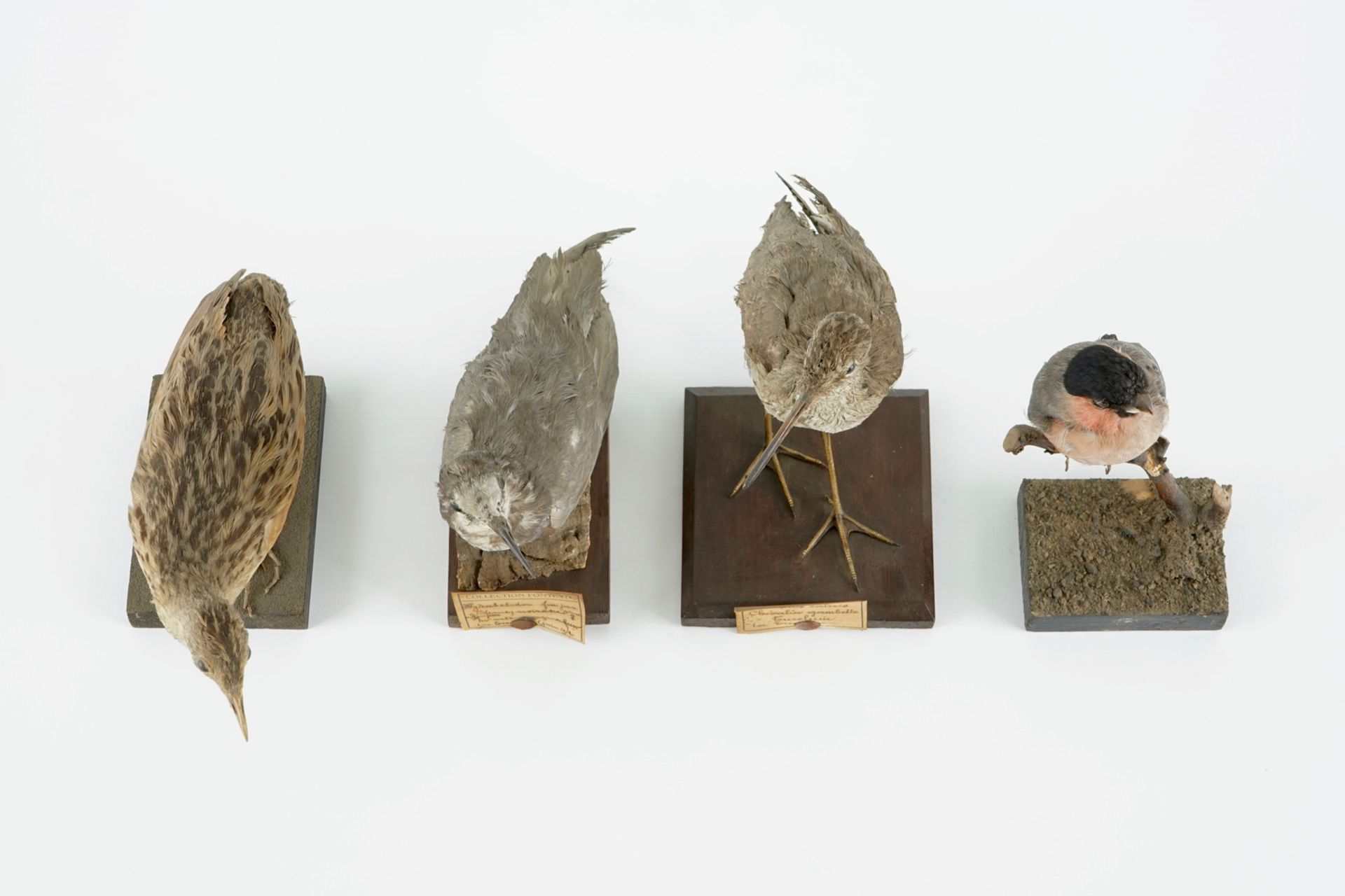 A collection of 20 birds and a nest, taxidermy, 19/20th C. H.: 23,5 cm (the tallest) Several - Image 21 of 21