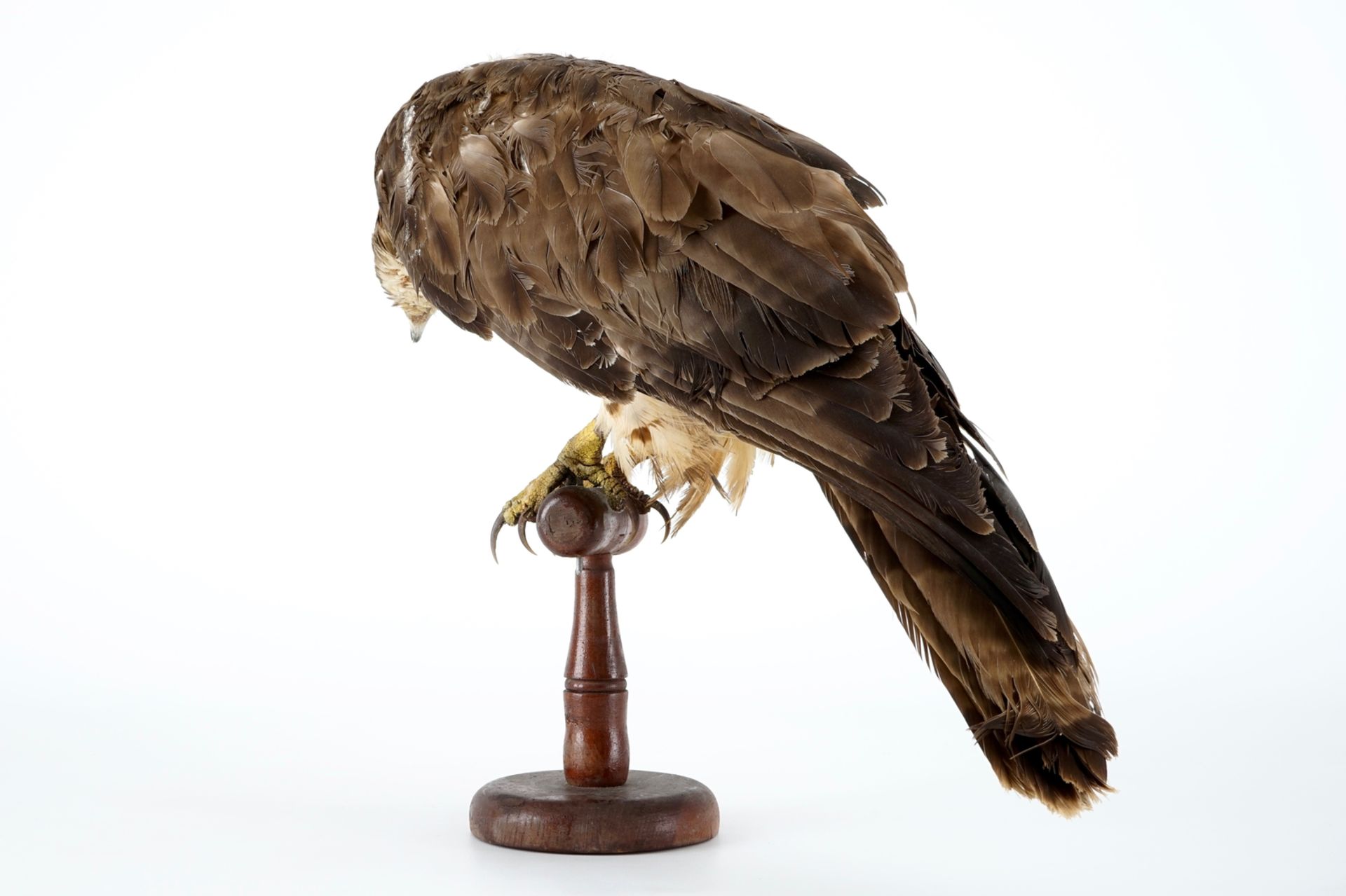 A European honey buzzard, taxidermy, 1st half 20th C. H.: 35,5 cm Condition reports and high - Image 4 of 8