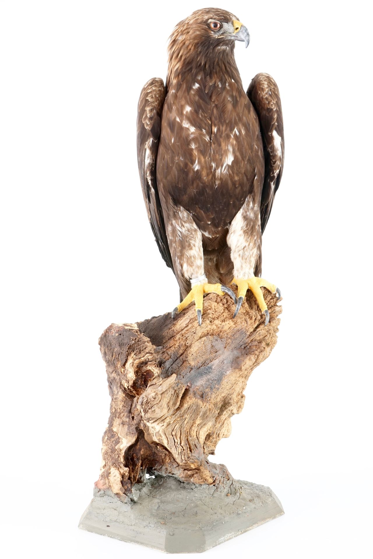 A large female golden eagle, presented standing, modern taxidermy H.: 99 cm Condition reports and