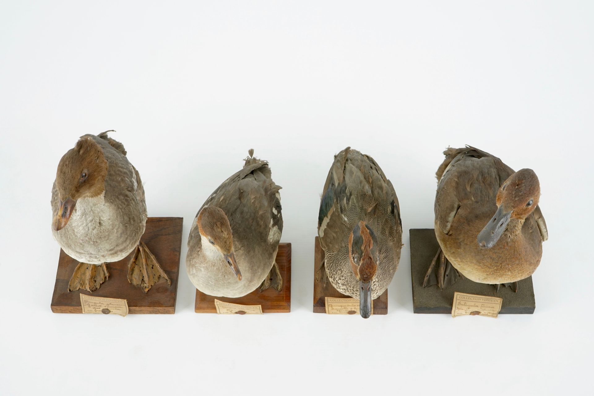 A collection of 15 birds, taxidermy, 19/20th C. H.: 33 cm (the tallest) Several labelled "Collection - Image 15 of 21