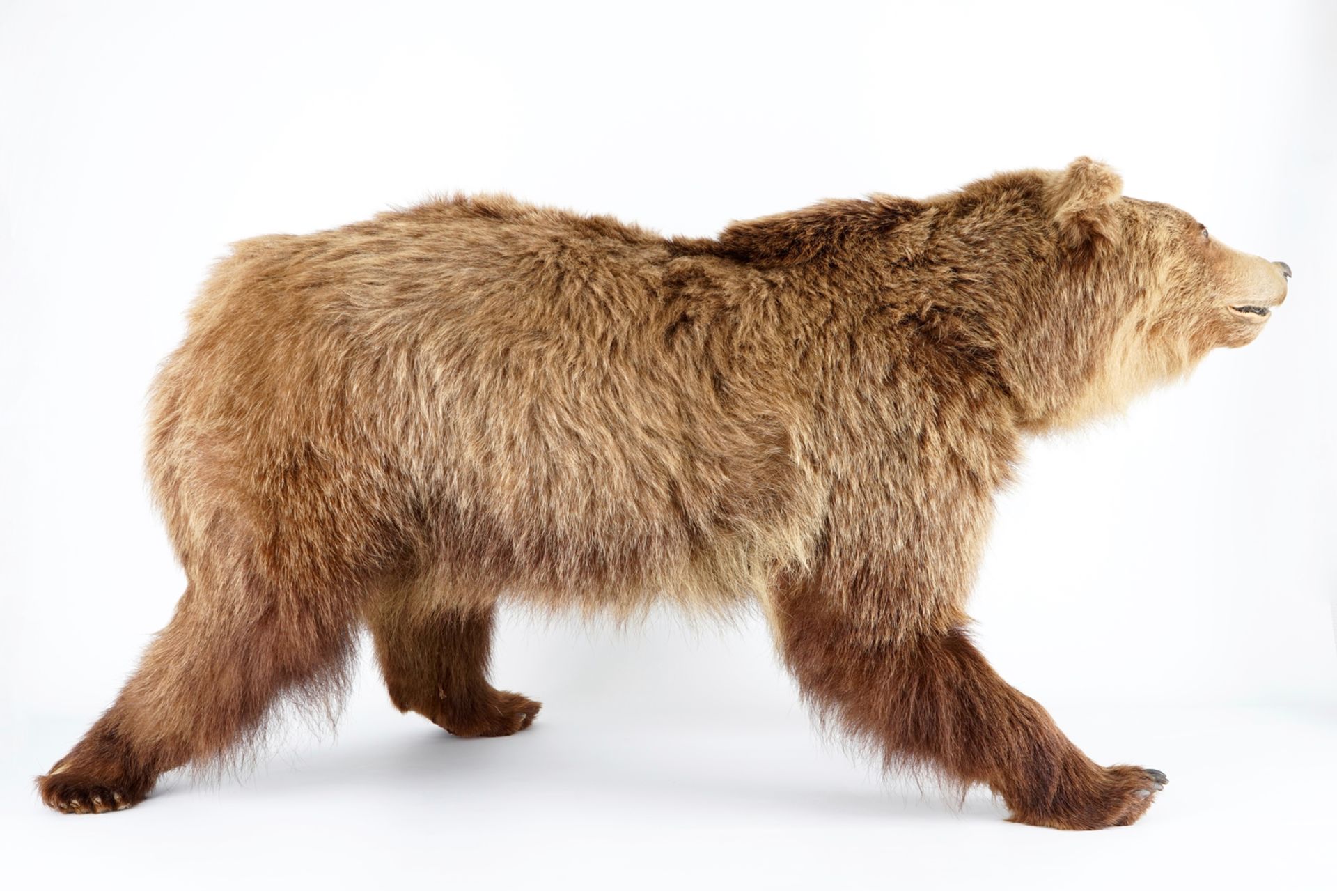 A brown bear, presented standing, taxidermy L.: 154 cm - H.: 80 cm With CITES certificate. Condition - Image 4 of 5