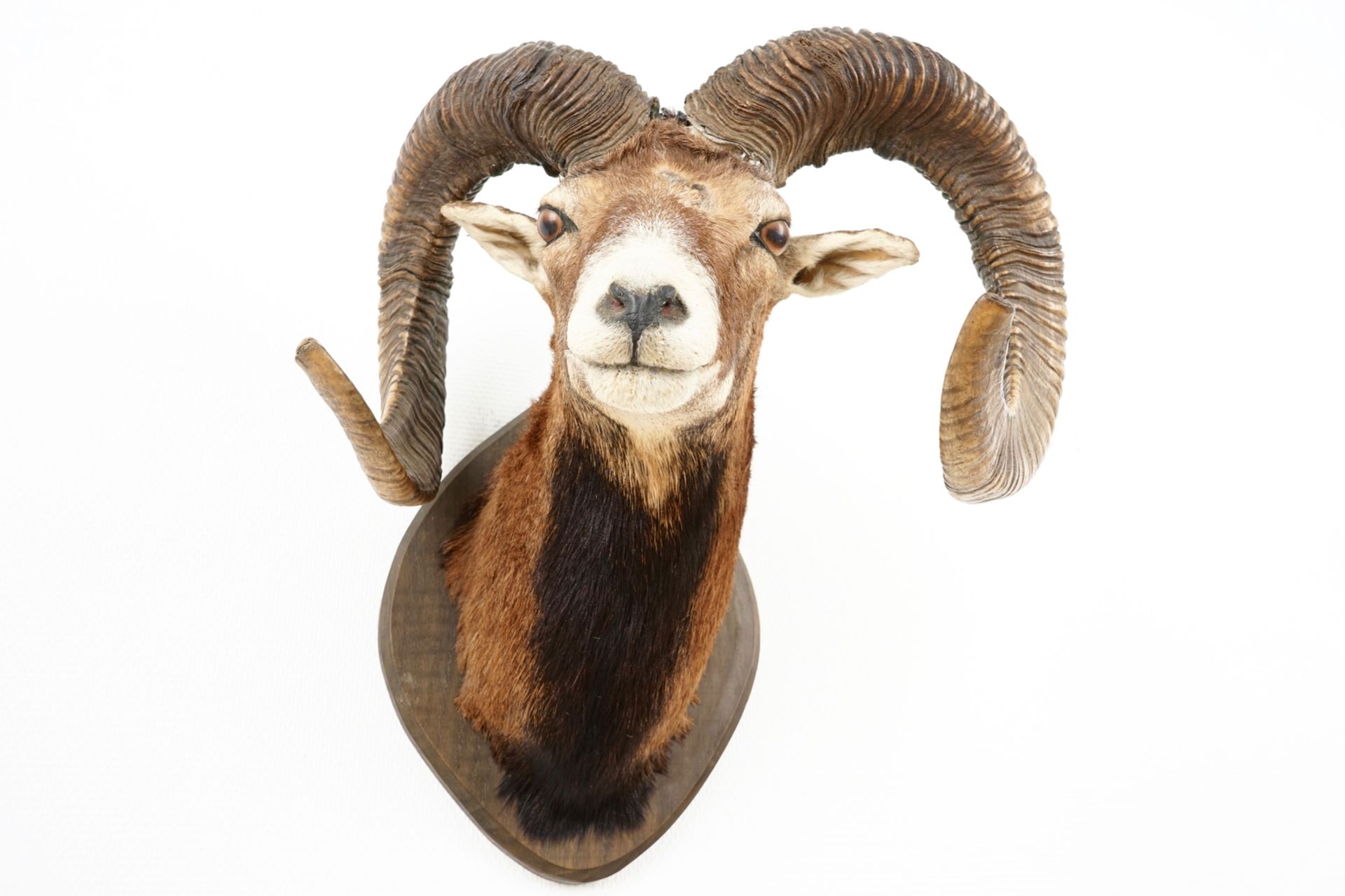 A bust of a mouflon, mounted on wood, taxidermy, late 20th C. L.: 44 cm - H.: 55 cm Condition - Image 6 of 7