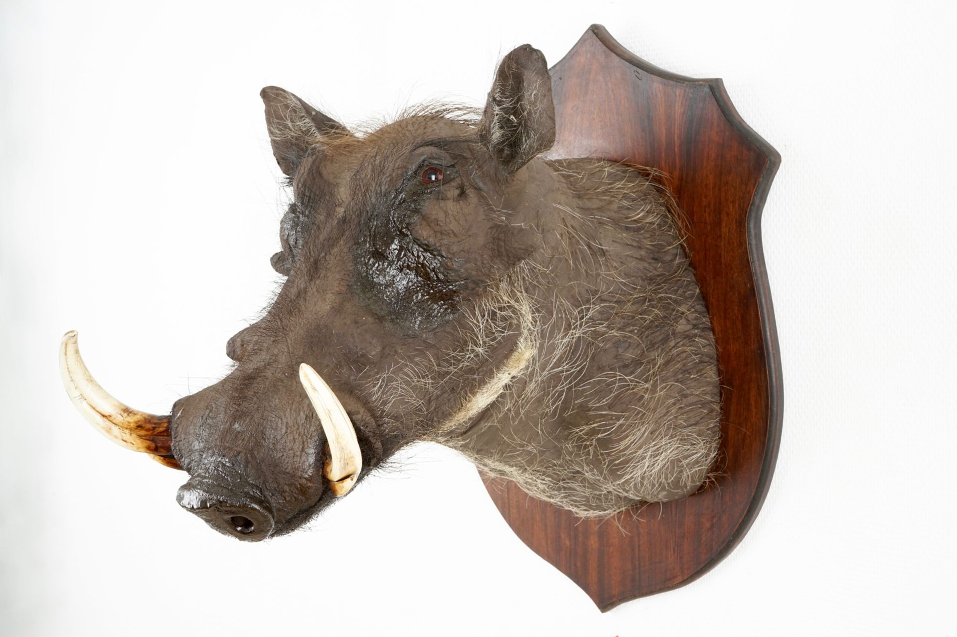 An African boar's head and hunting trophy, modern taxidermy H.: 51 cm - D.: 51 cm (the boar's - Image 3 of 10