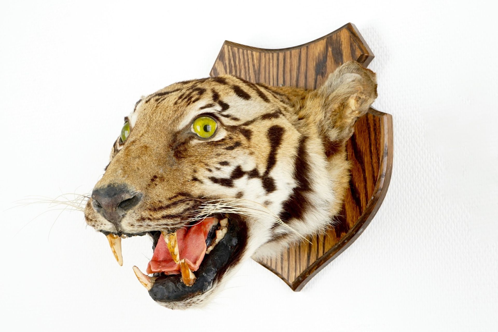 A tiger's head mounted on wood, taxidermy, 1st half 20th C. H.: 32 cm - D.: 37,5 cm Condition - Image 3 of 6