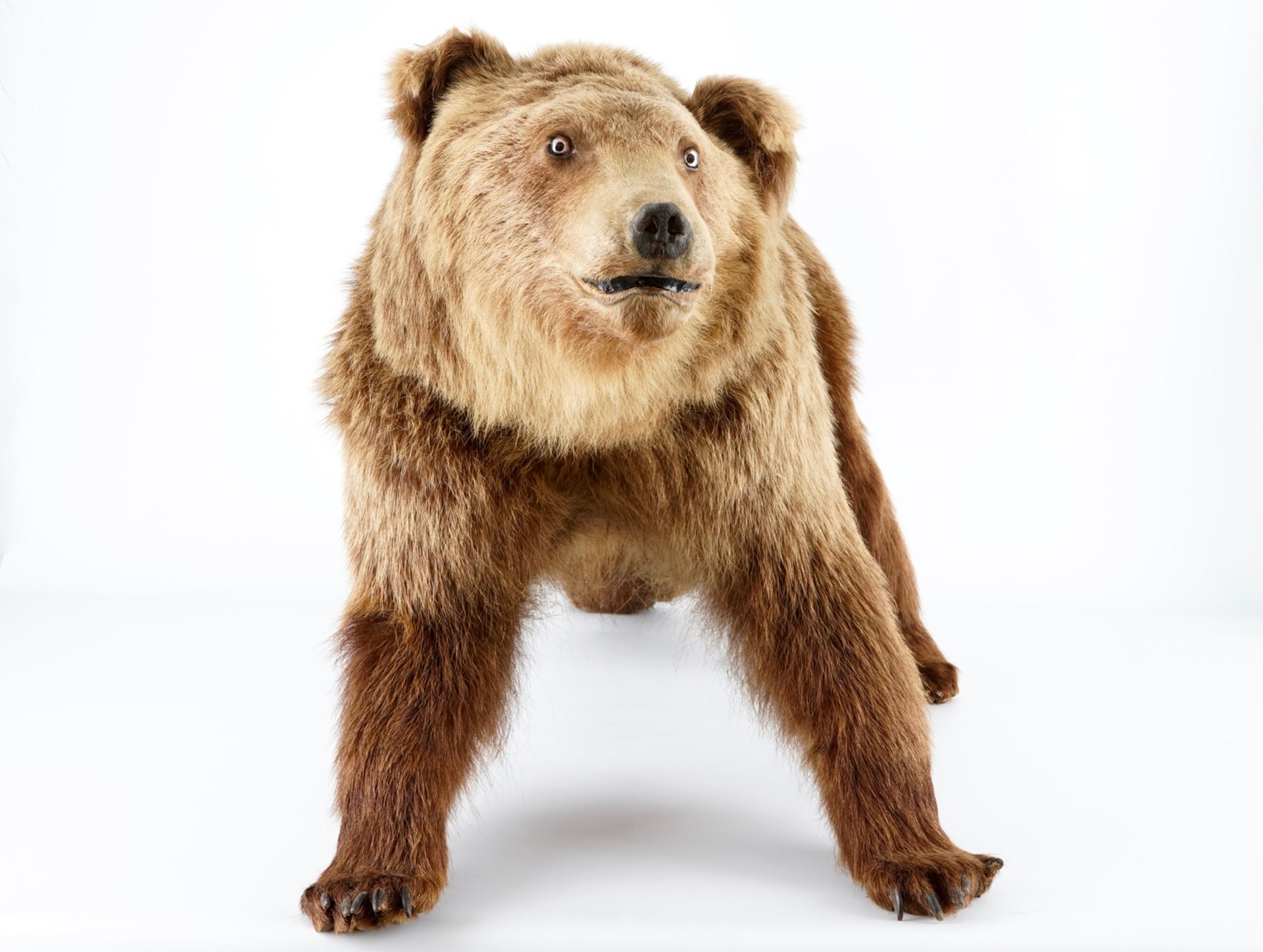 A brown bear, presented standing, taxidermy L.: 154 cm - H.: 80 cm With CITES certificate. Condition - Image 3 of 5