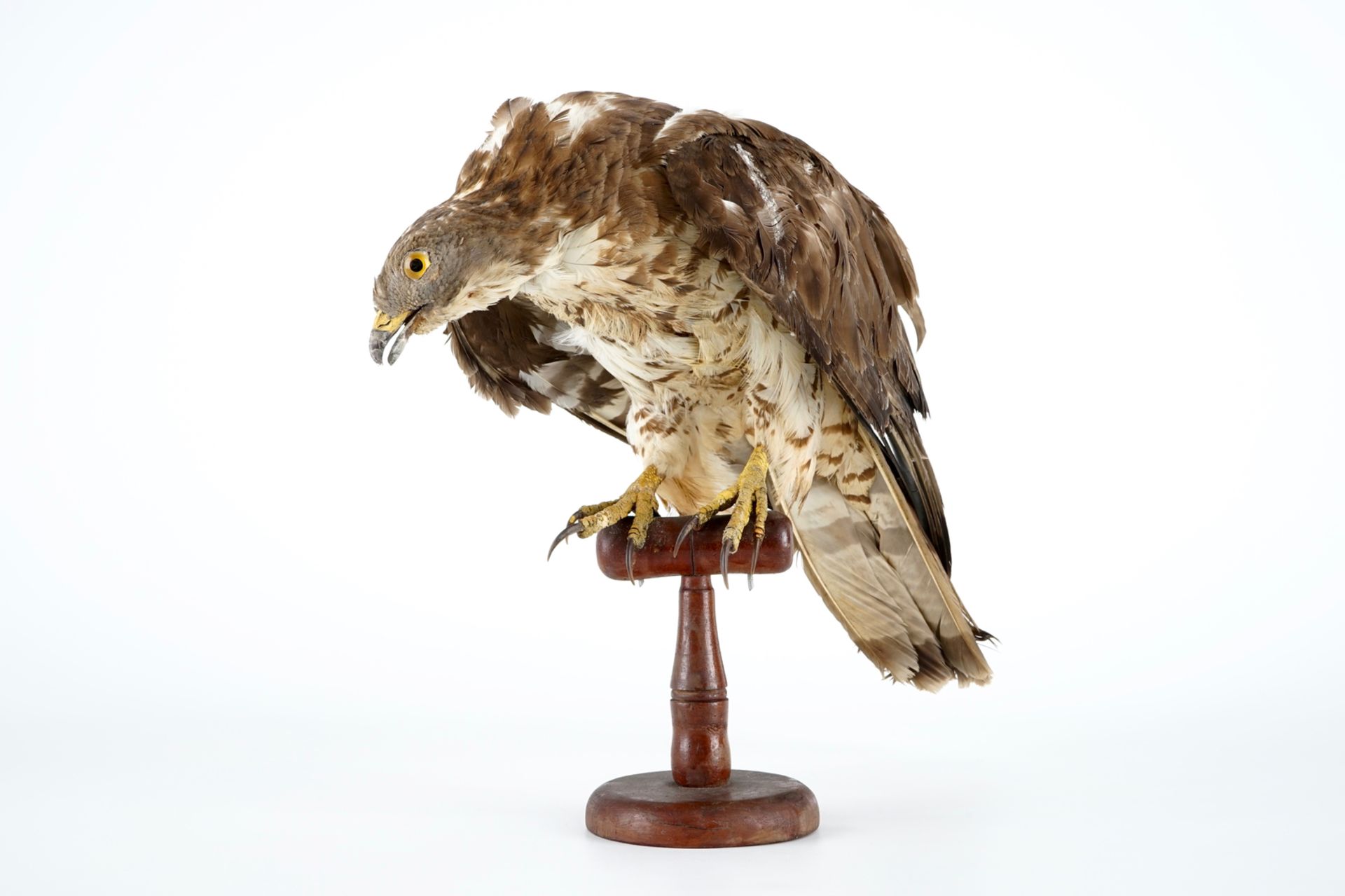 A European honey buzzard, taxidermy, 1st half 20th C. H.: 35,5 cm Condition reports and high - Image 3 of 8