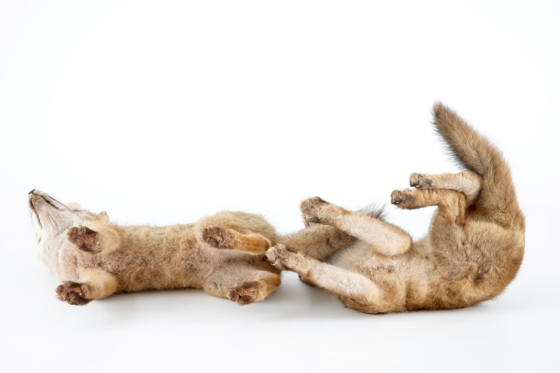 Two fox cubs, modern taxidermy, 2nd half 20th C. H.: 39,5 cm (the standing specimen) Condition - Image 7 of 7