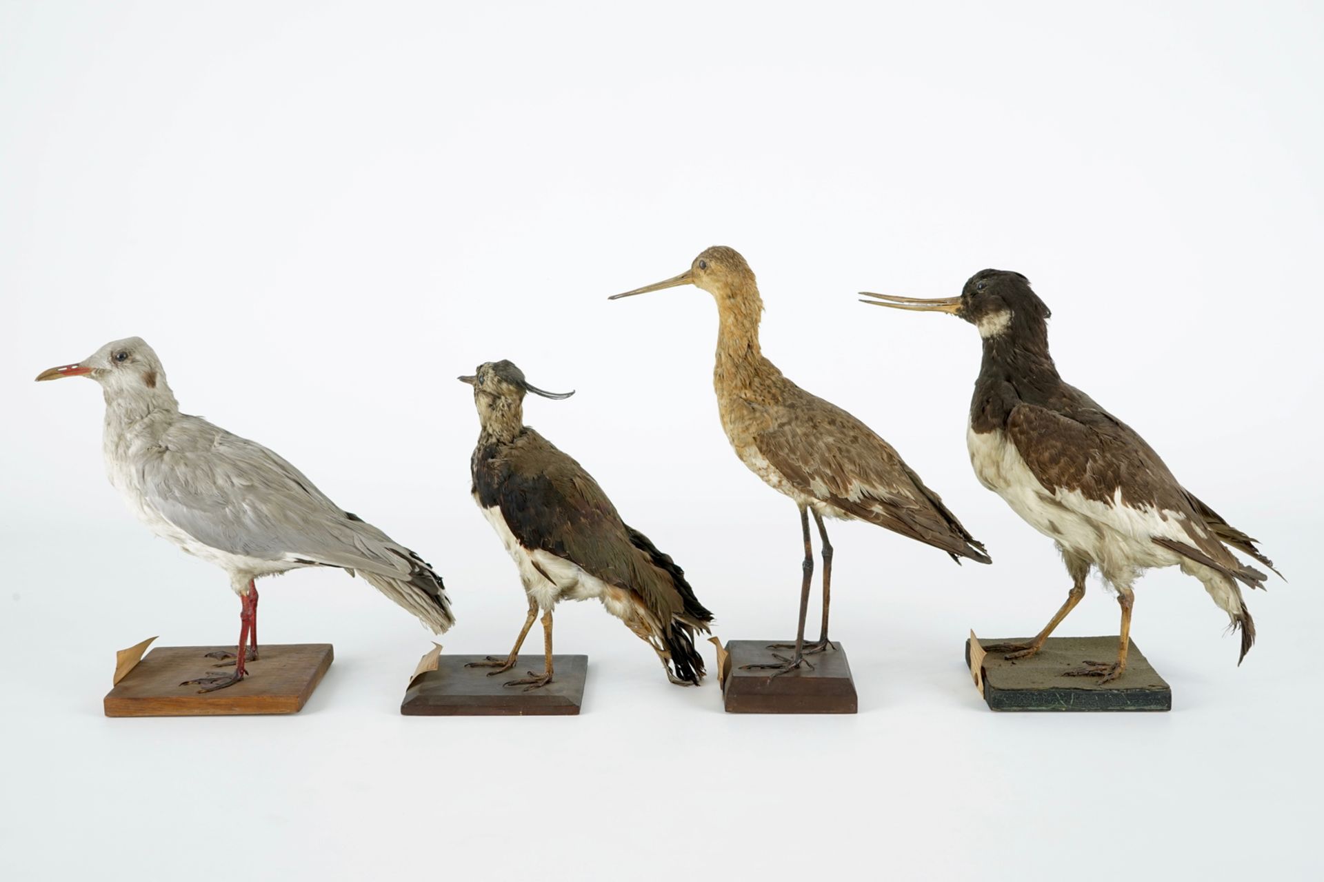 A collection of 13 birds, taxidermy, 19/20th C. H.: 36,5 cm (the tallest) Several labelled " - Image 9 of 16