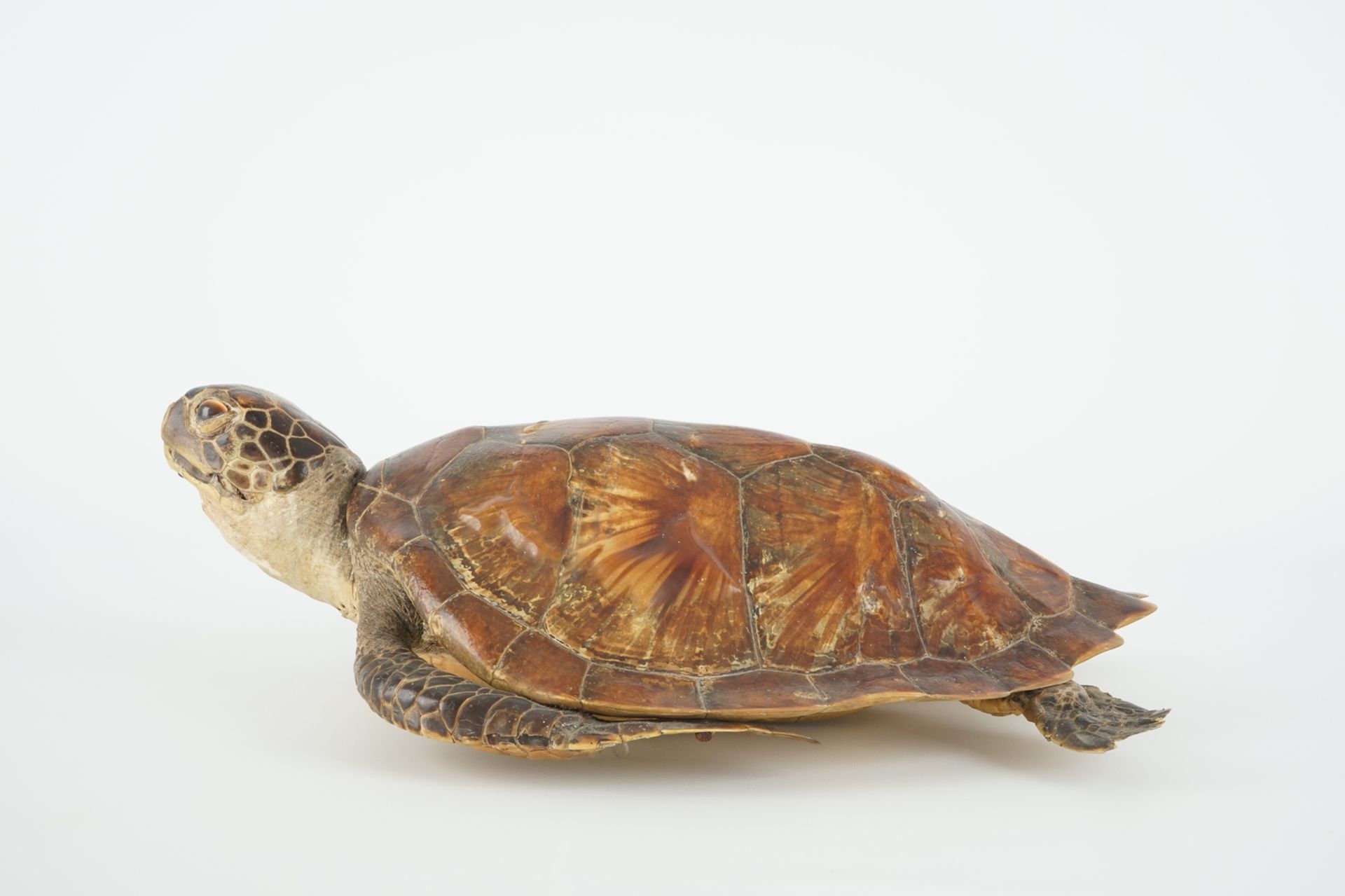 An old sea turtle, taxidermy, 19/20th C. Dim.: 50 x 33,5 cm Condition reports and high resolution - Image 7 of 10