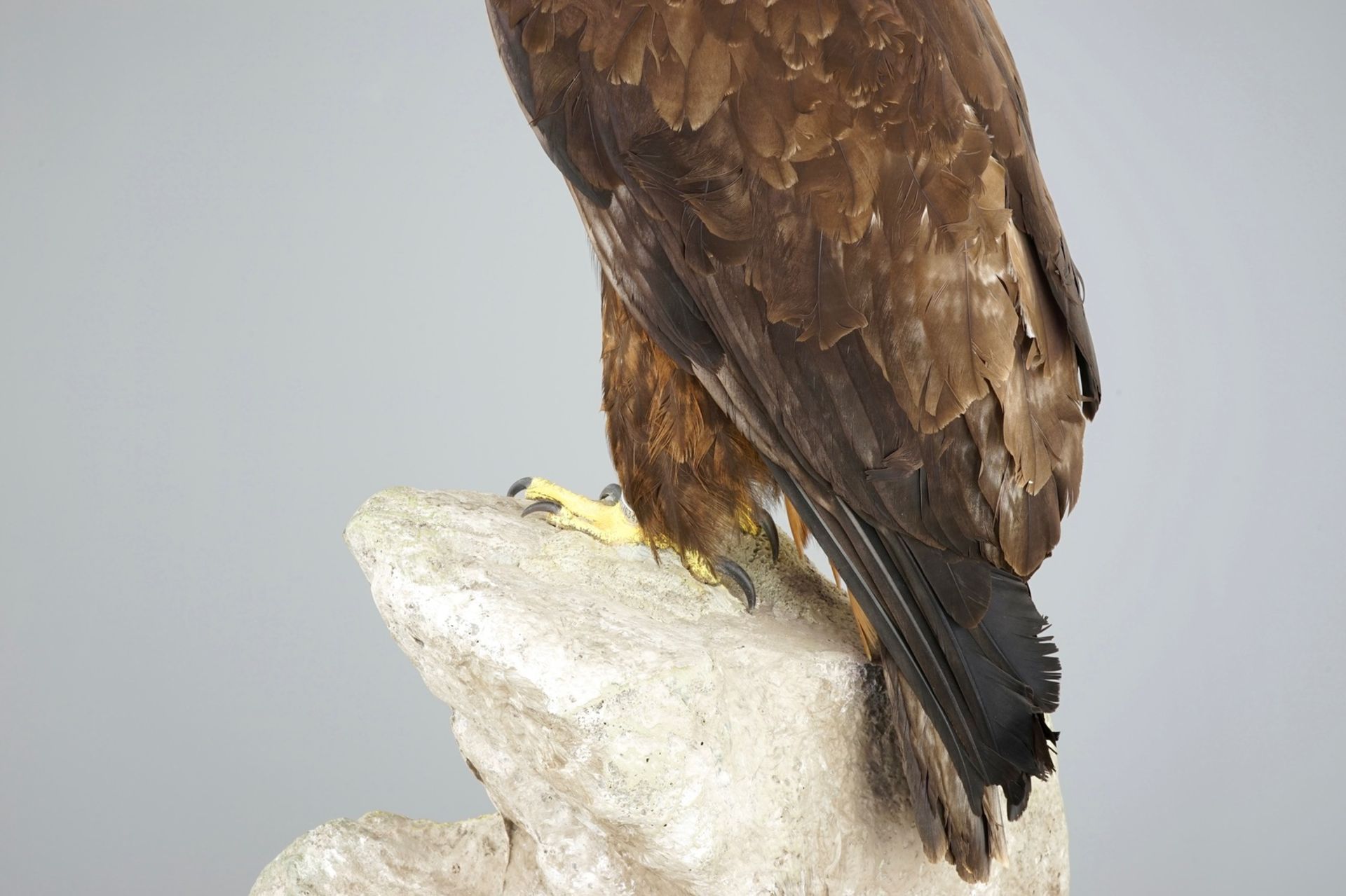 A golden eagle, presented standing on a rock, modern taxidermy CITES incl.     Condition reports and - Image 10 of 11