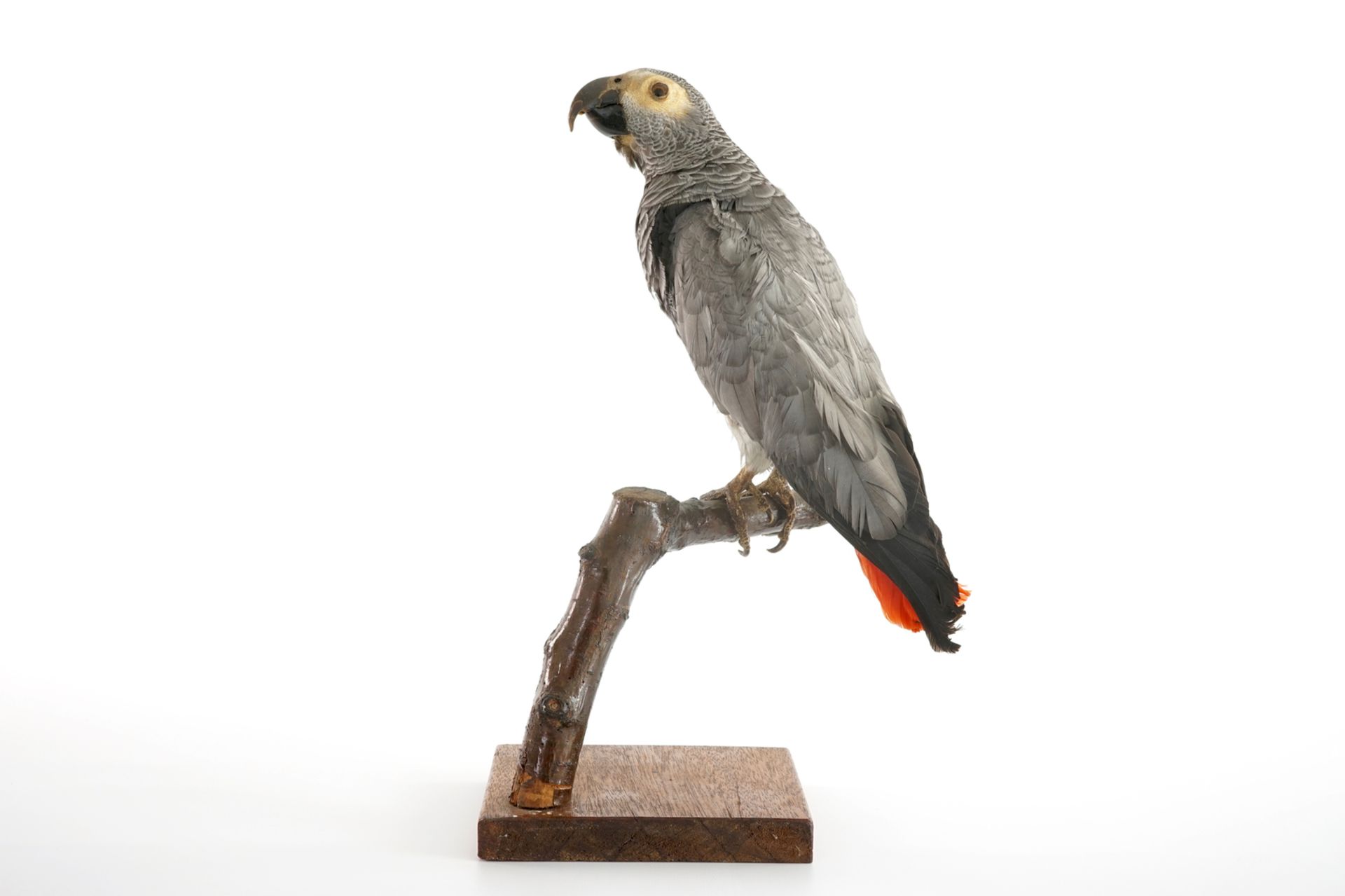 An African grey parrot, taxidermy, 20th C. H.: 26 cm (incl. stand) Condition reports and high - Image 2 of 5