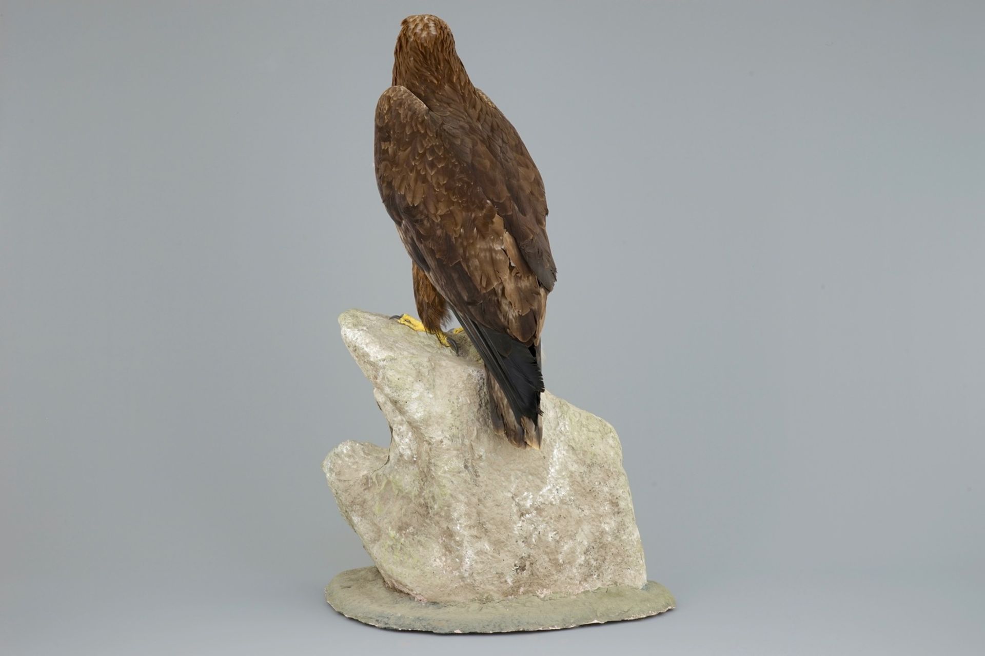 A golden eagle, presented standing on a rock, modern taxidermy CITES incl.     Condition reports and - Image 5 of 11