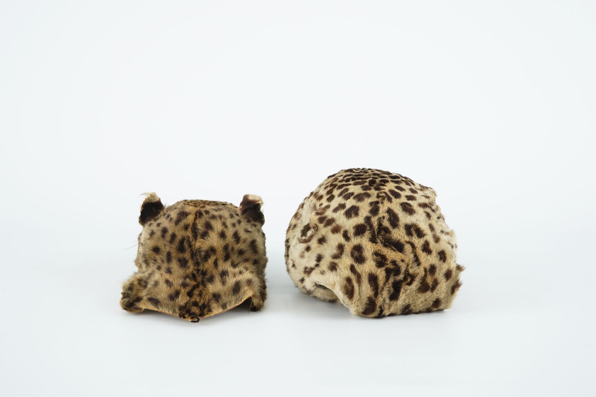 Two antique taxidermy panther's heads, 19th C. H.: 13 cm Condition reports and high resolution - Image 3 of 5