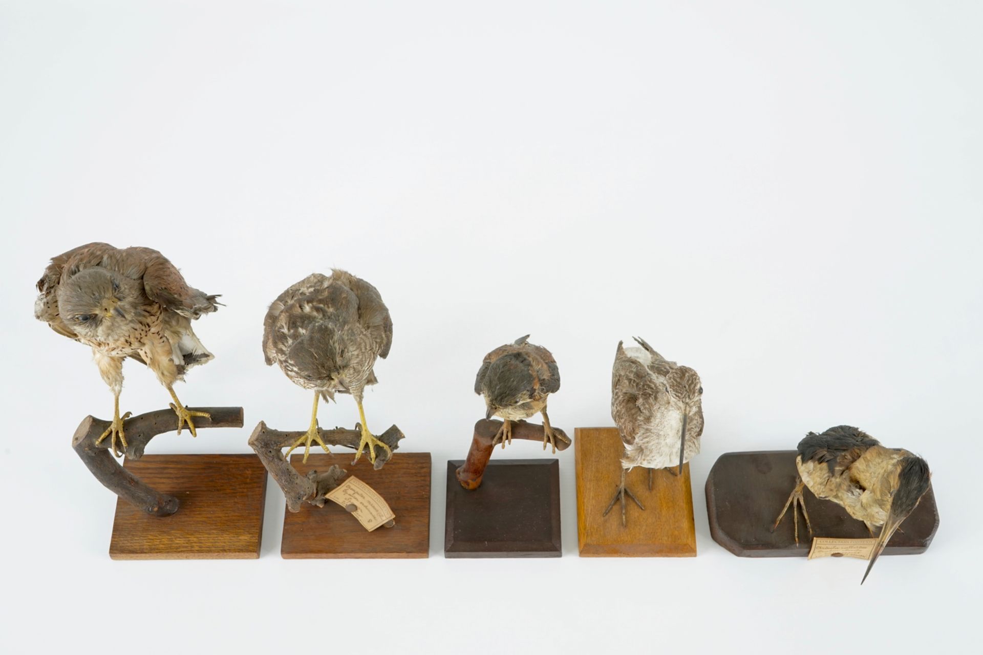 A collection of 14 birds, taxidermy, 19/20th C. H.: 35,5 cm (the tallest) Several labelled " - Image 7 of 17
