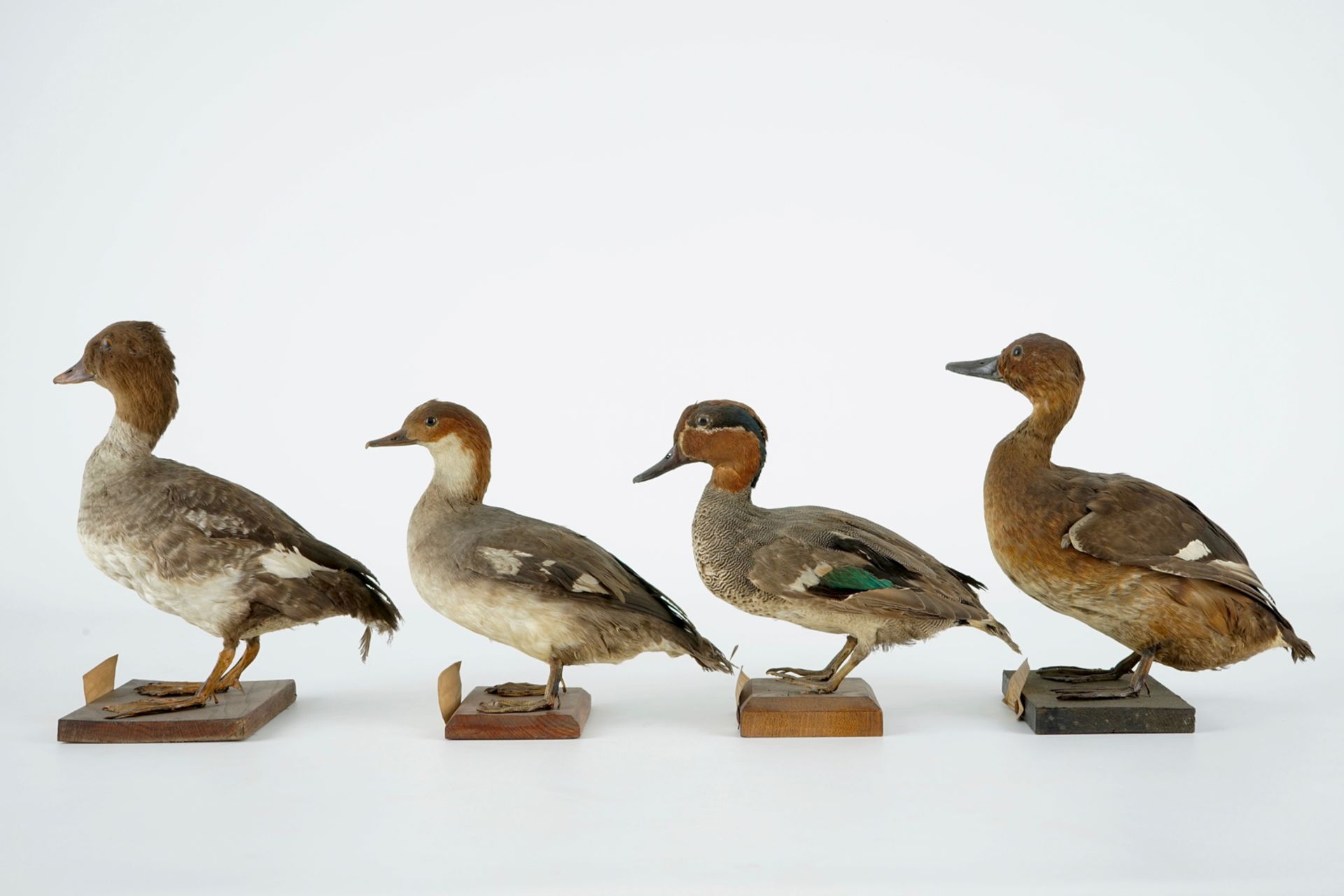 A collection of 15 birds, taxidermy, 19/20th C. H.: 33 cm (the tallest) Several labelled "Collection - Image 7 of 21