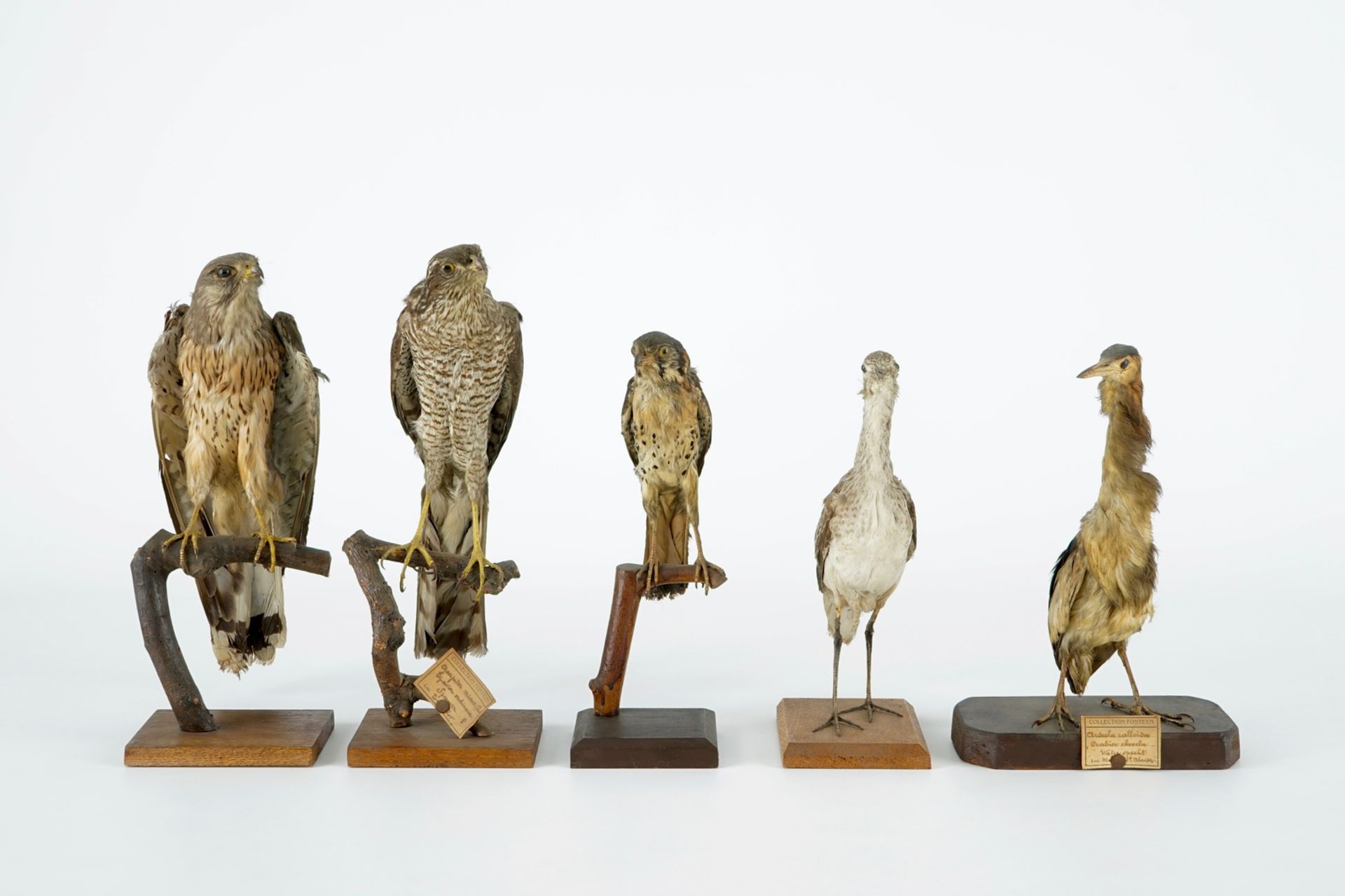 A collection of 14 birds, taxidermy, 19/20th C. H.: 35,5 cm (the tallest) Several labelled " - Image 4 of 17