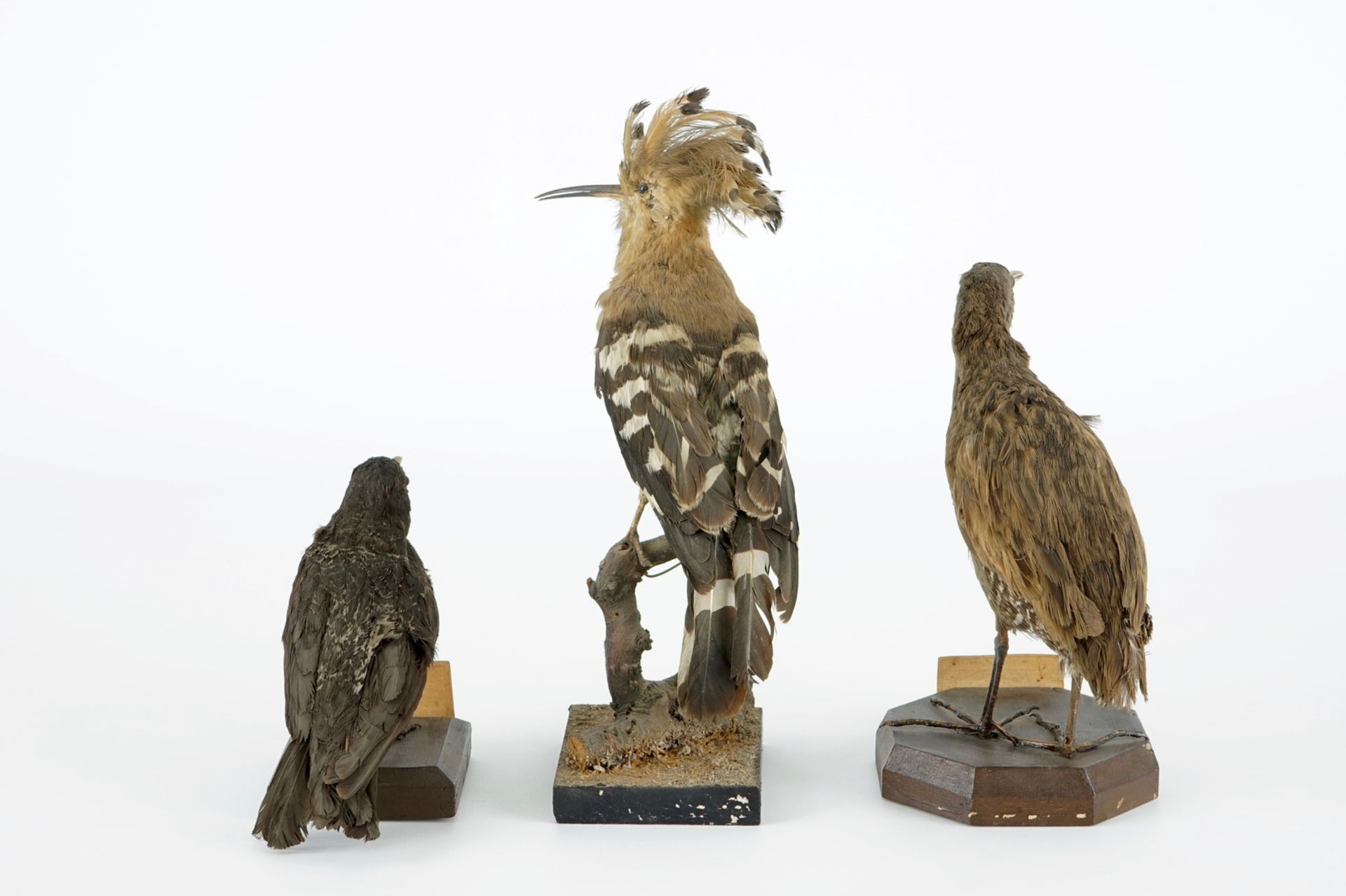 A collection of 5 birds, taxidermy, 19/20th C. H.: 47 cm (the tallest) Two labelled "Collection - Image 10 of 11