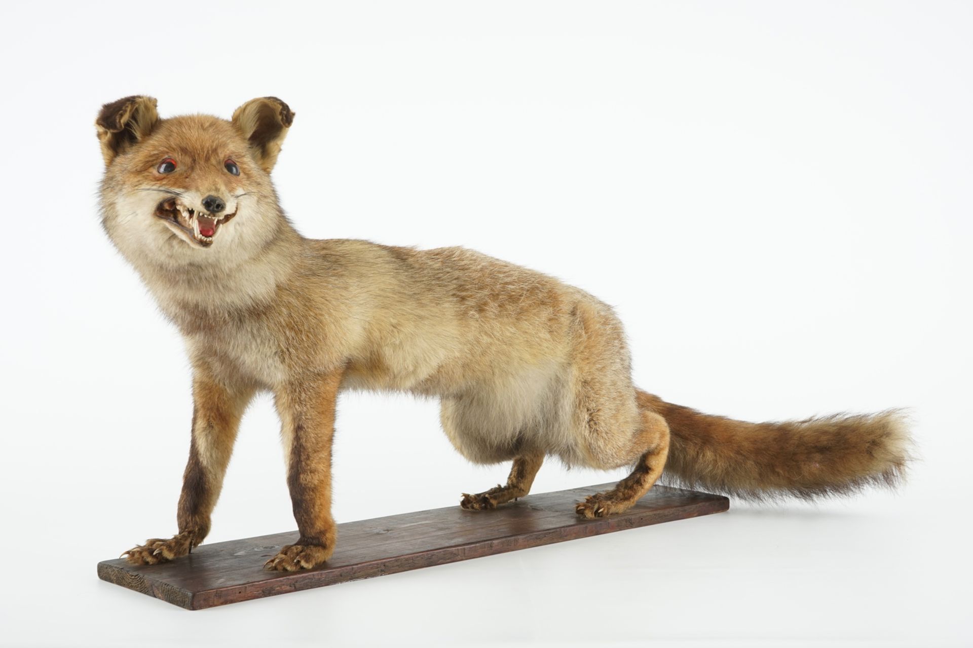 A fox on a wooden base, taxidermy, ca. 1930 L.: 90 cm - H.: 45 cm Condition reports and high