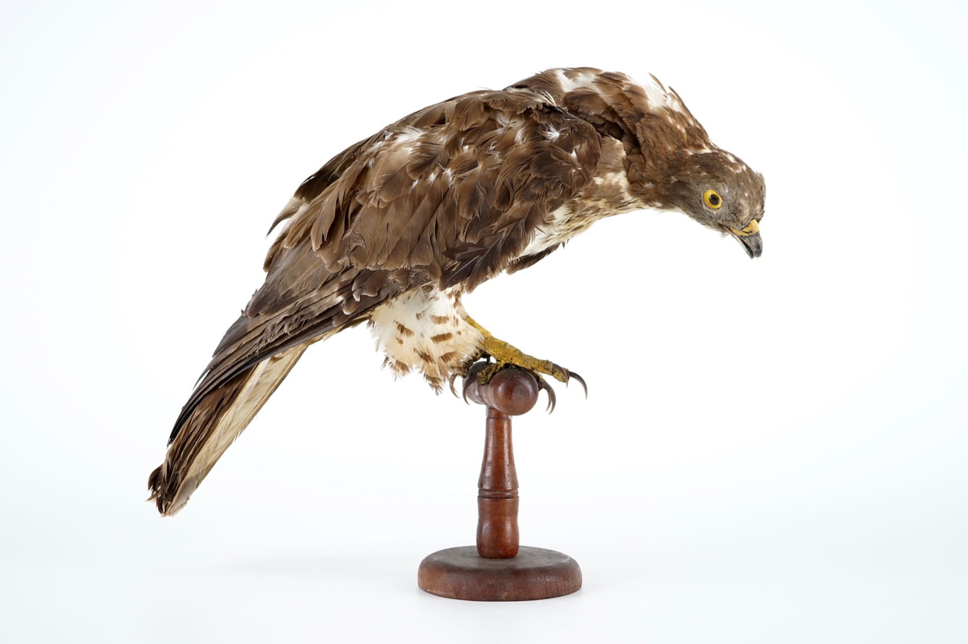 A European honey buzzard, taxidermy, 1st half 20th C. H.: 35,5 cm Condition reports and high