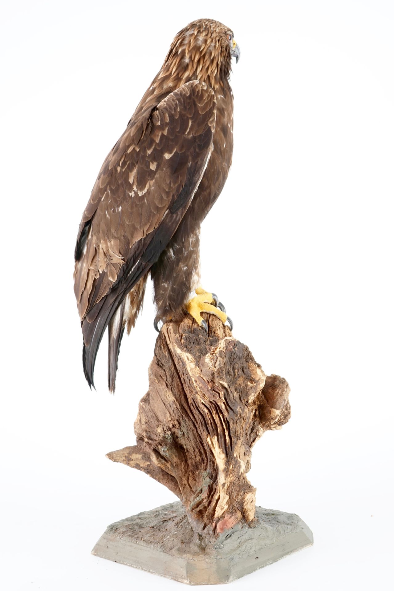 A large female golden eagle, presented standing, modern taxidermy H.: 99 cm Condition reports and - Image 2 of 7