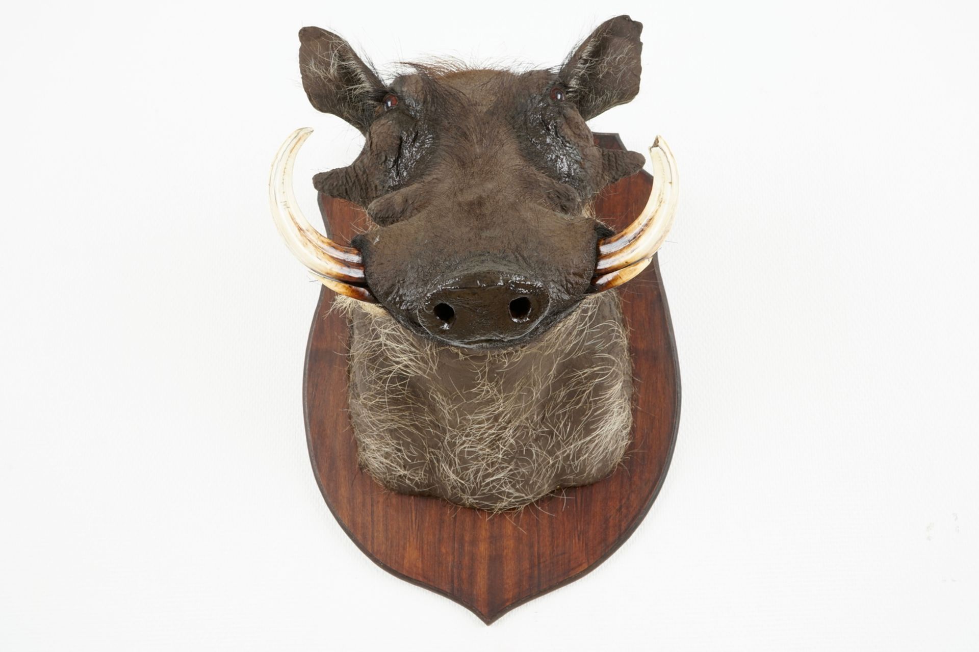 An African boar's head and hunting trophy, modern taxidermy H.: 51 cm - D.: 51 cm (the boar's - Image 2 of 10