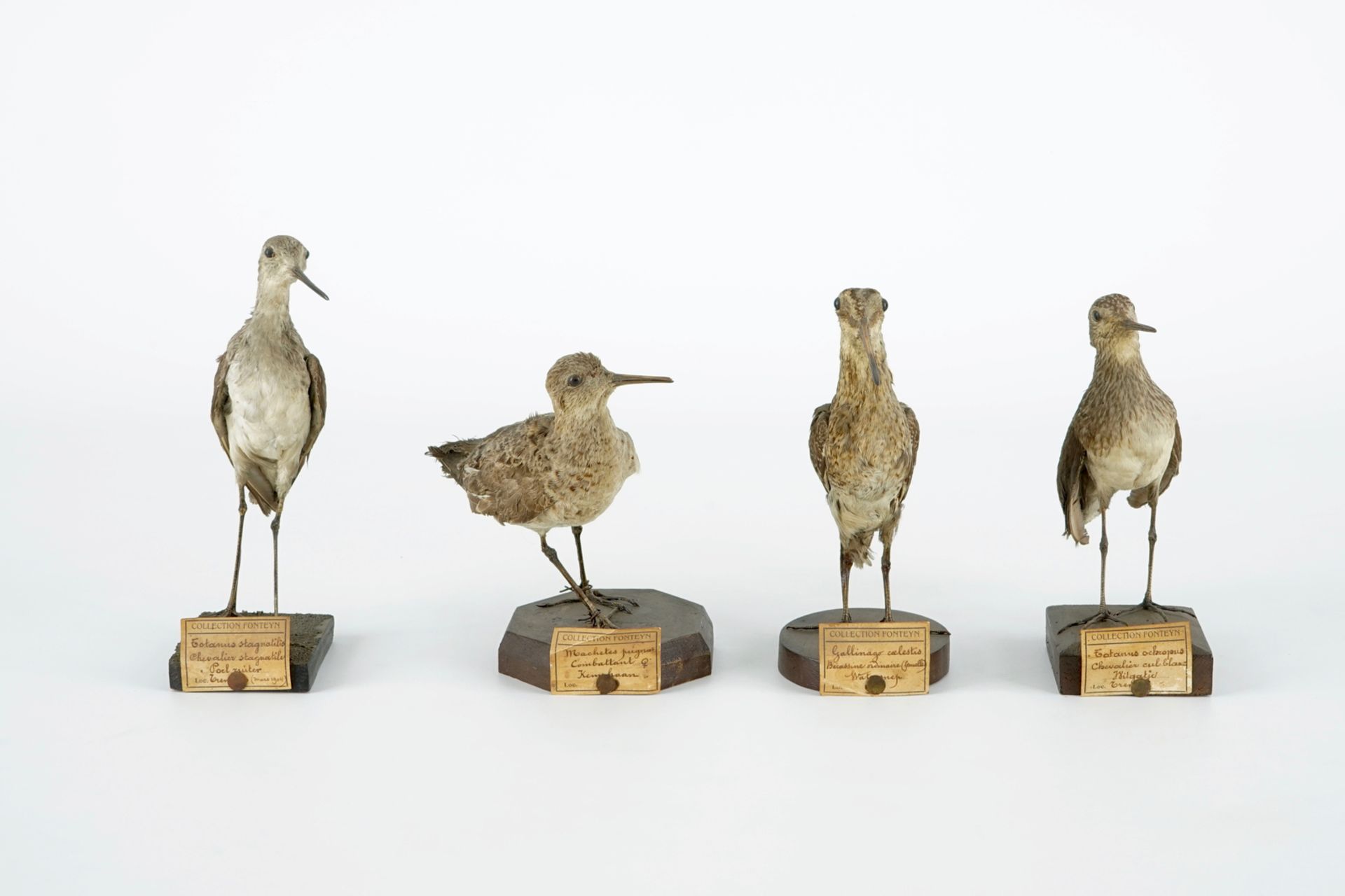 A collection of 20 birds and a nest, taxidermy, 19/20th C. H.: 23,5 cm (the tallest) Several - Image 8 of 21