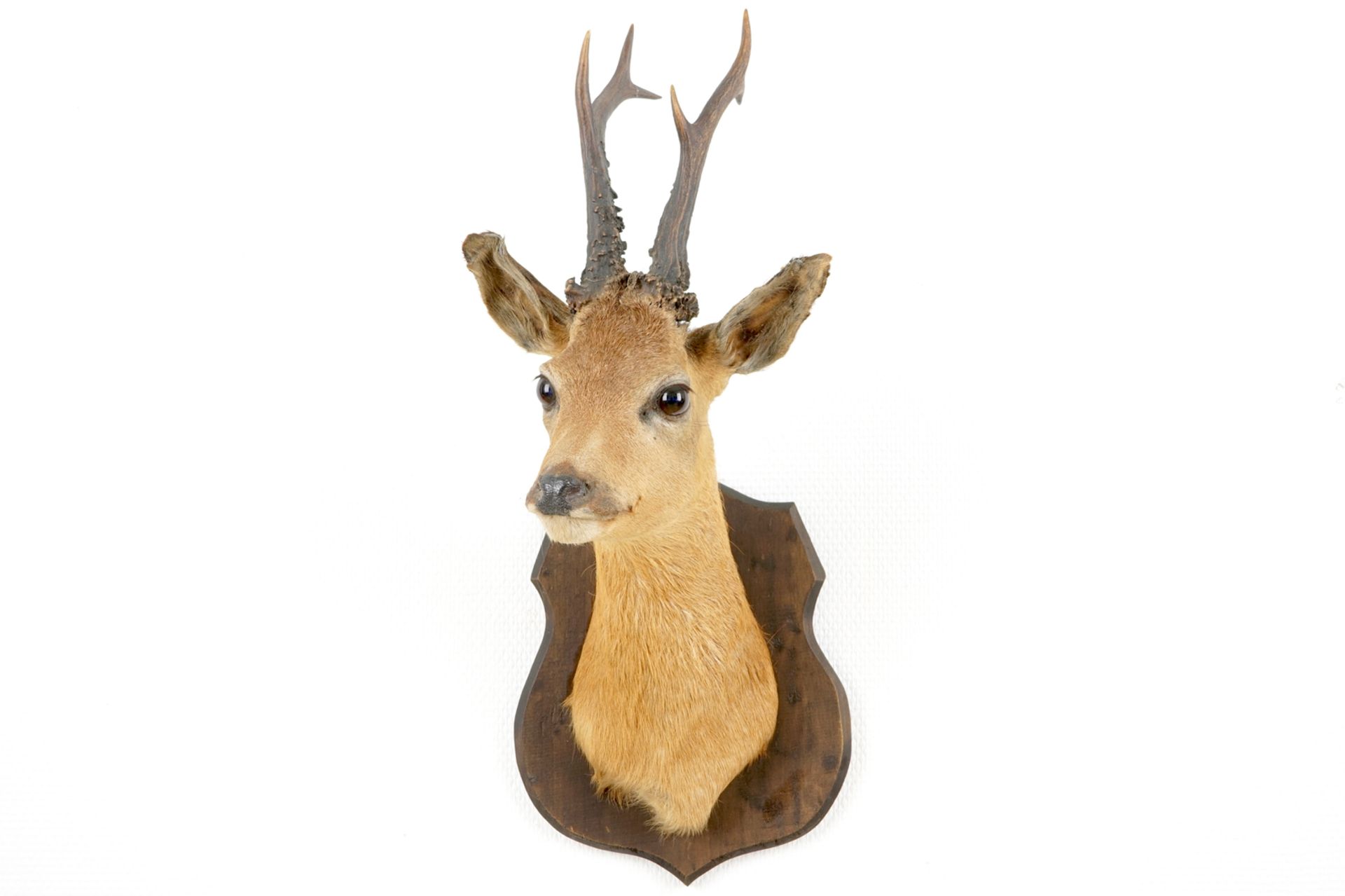 A bust of a roe deer, mounted on wood, taxidermy, late 20th C. H.: 57 - W.: 24 cm    Condition