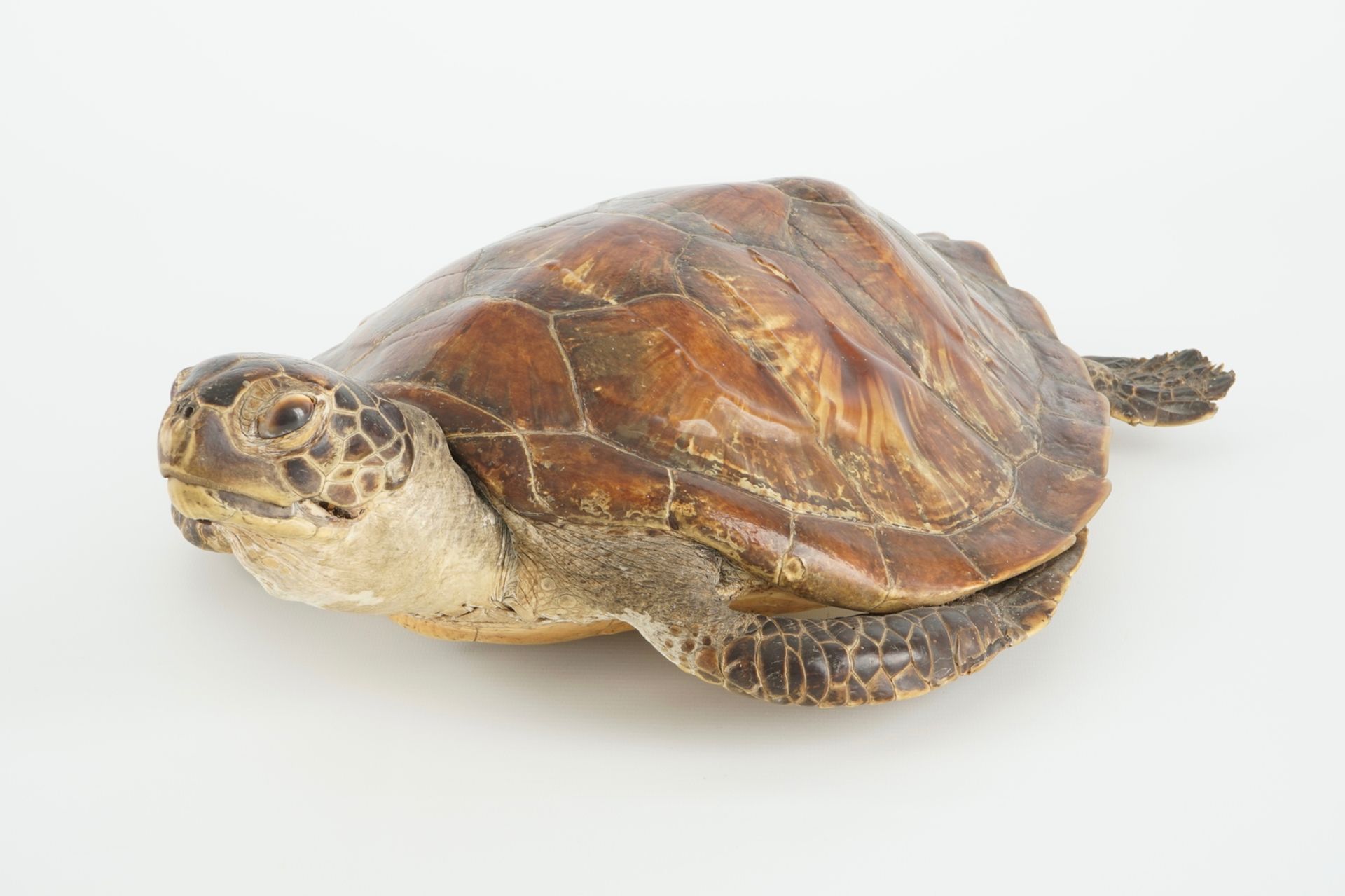 An old sea turtle, taxidermy, 19/20th C. Dim.: 50 x 33,5 cm Condition reports and high resolution