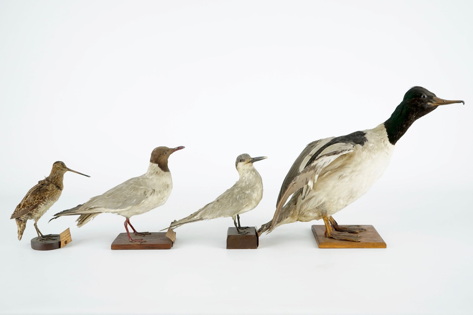 A collection of 14 birds, taxidermy, 19/20th C. H.: 35,5 cm (the tallest) Several labelled " - Image 14 of 17