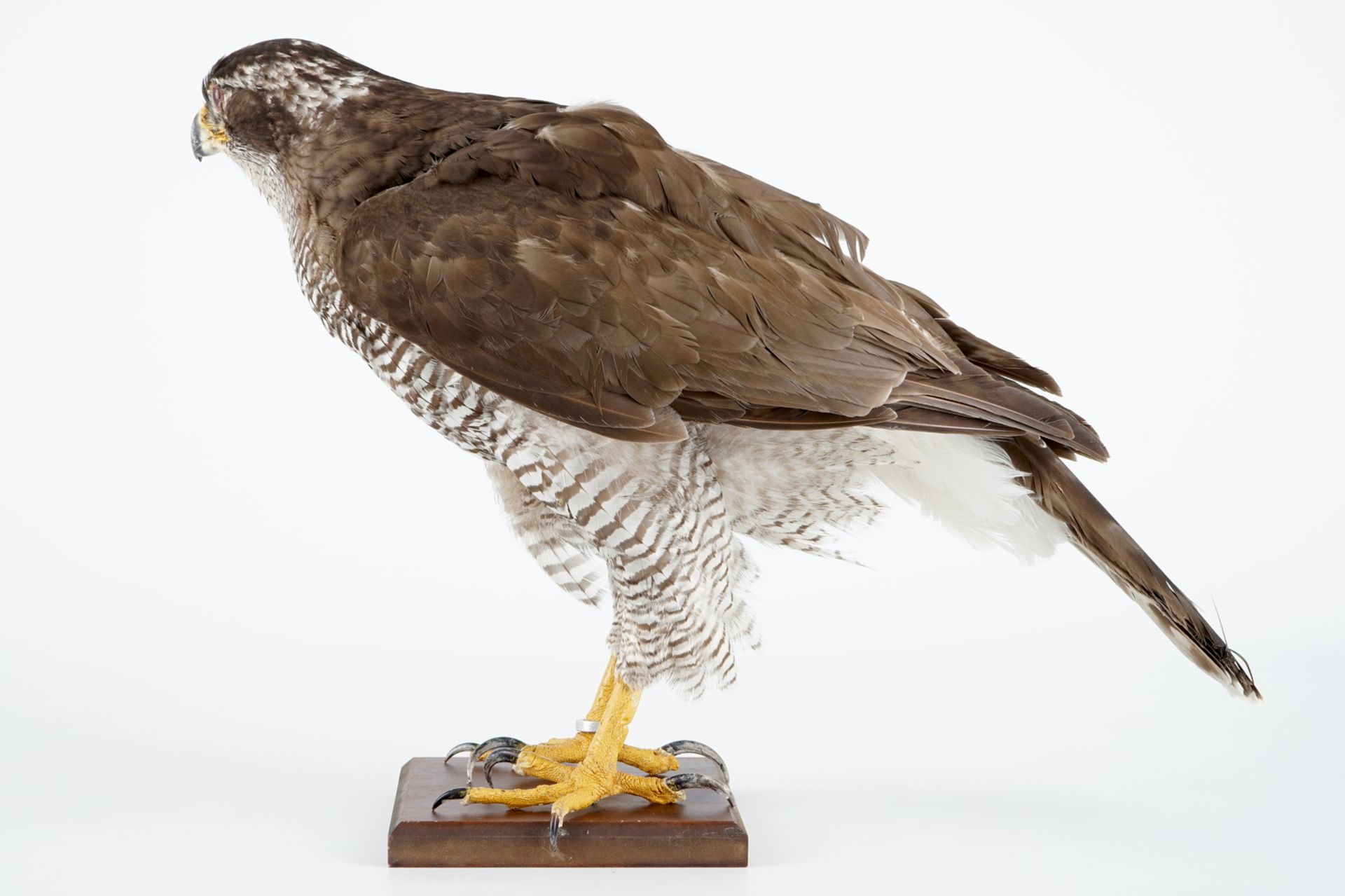 A female hawk on a wooden base, taxidermy, late 20th C. H.: 35 cm Incl. CITES certificate. Condition - Image 3 of 6