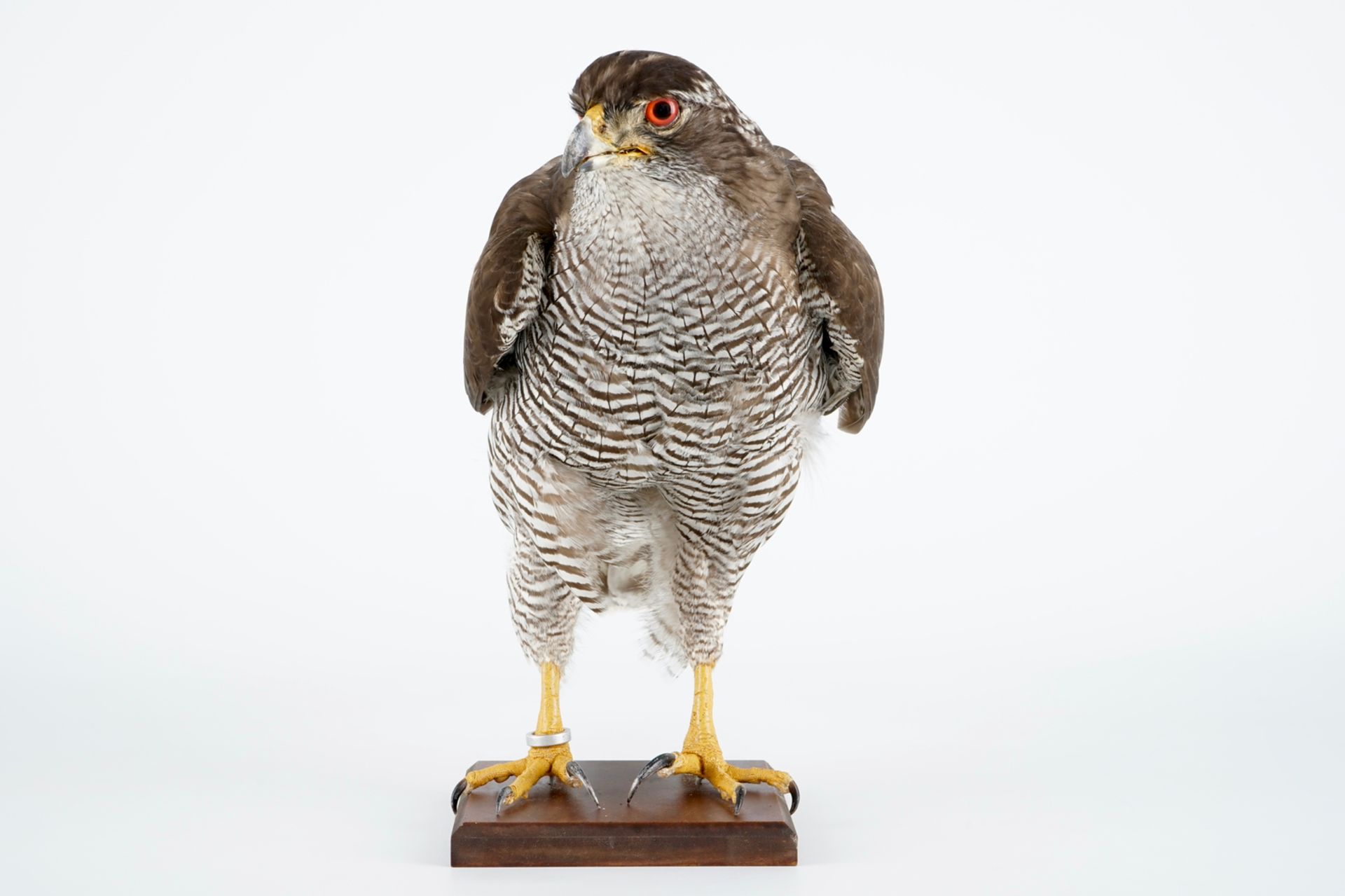 A female hawk on a wooden base, taxidermy, late 20th C. H.: 35 cm Incl. CITES certificate. Condition - Image 5 of 6