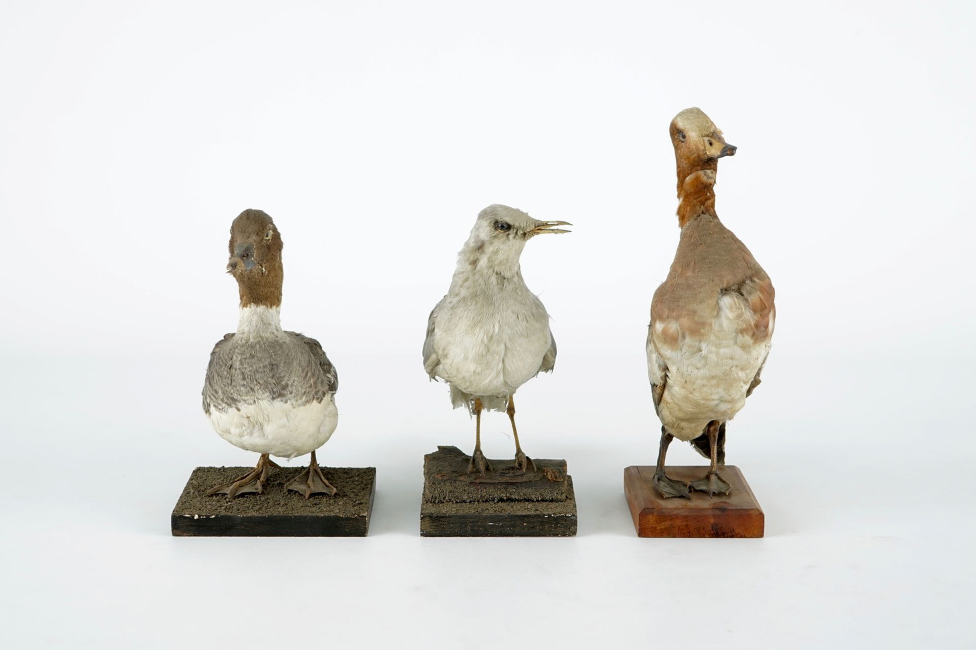 A collection of 15 birds, taxidermy, 19/20th C. H.: 33 cm (the tallest) Several labelled "Collection - Image 18 of 21