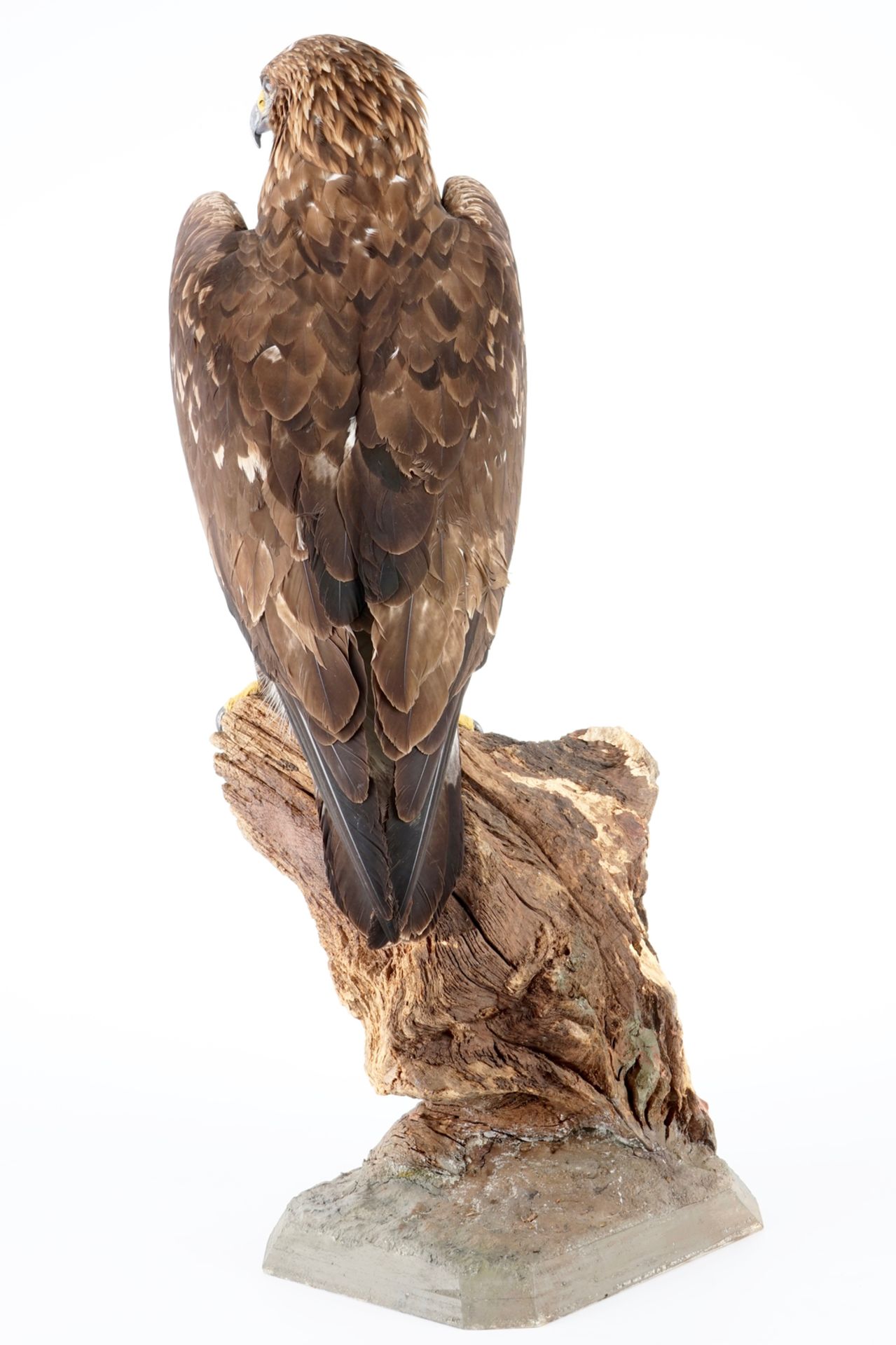 A large female golden eagle, presented standing, modern taxidermy H.: 99 cm Condition reports and - Image 3 of 7