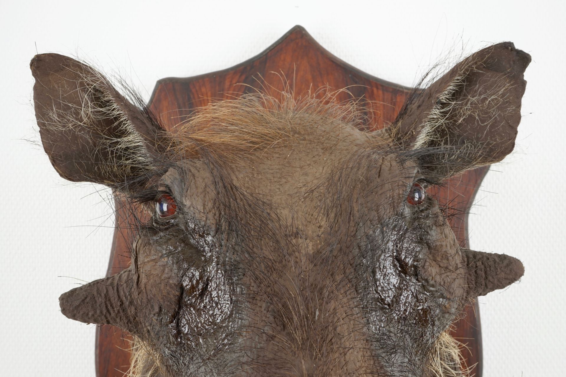 An African boar's head and hunting trophy, modern taxidermy H.: 51 cm - D.: 51 cm (the boar's - Image 5 of 10