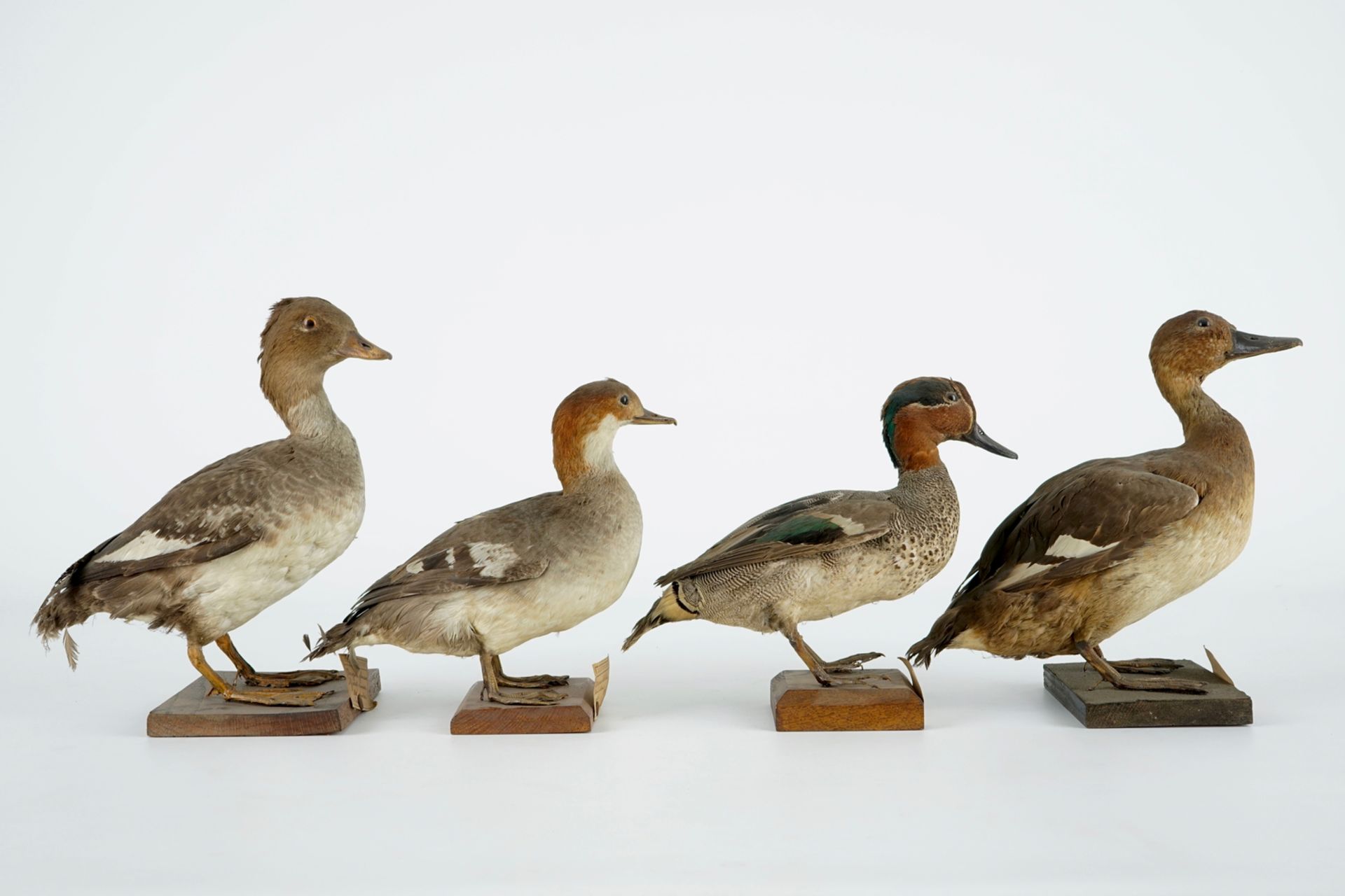 A collection of 15 birds, taxidermy, 19/20th C. H.: 33 cm (the tallest) Several labelled "Collection - Image 9 of 21