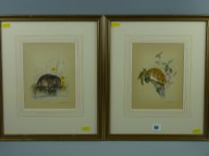 JOEL KIRK (b. 1948) watercolours, a pair - fine depiction of a hazel dormouse on a tree branch