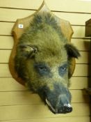 A large taxidermy study of a boar's head, mounted upon an oak shield, 69 x 48 cms the shield size
