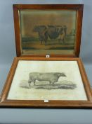 After W H DAVIS coloured print - 'An Improved Short Horned Cow Under Six Years of Age, Fed by Mr