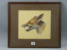 N G watercolour - head study of a fox bearing its teeth, 24 x 27 cms