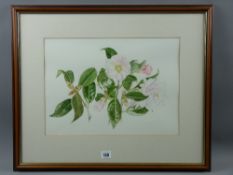 KAY REES-DAVIES finely executed watercolour of blossom, 29 x 40 cms