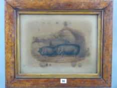 After H STRAFFORD print - three Essex pigs bred by William Fisher Hobbs, Kelvedon, Essex, prize