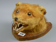 A taxidermy study of a fox head on a shield shaped wooden mount