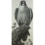 CHARLES FREDERICK TUNNICLIFFE wood engraving - a perched and alert peregrine falcon, originally
