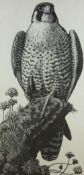 CHARLES FREDERICK TUNNICLIFFE wood engraving - a perched and alert peregrine falcon, originally